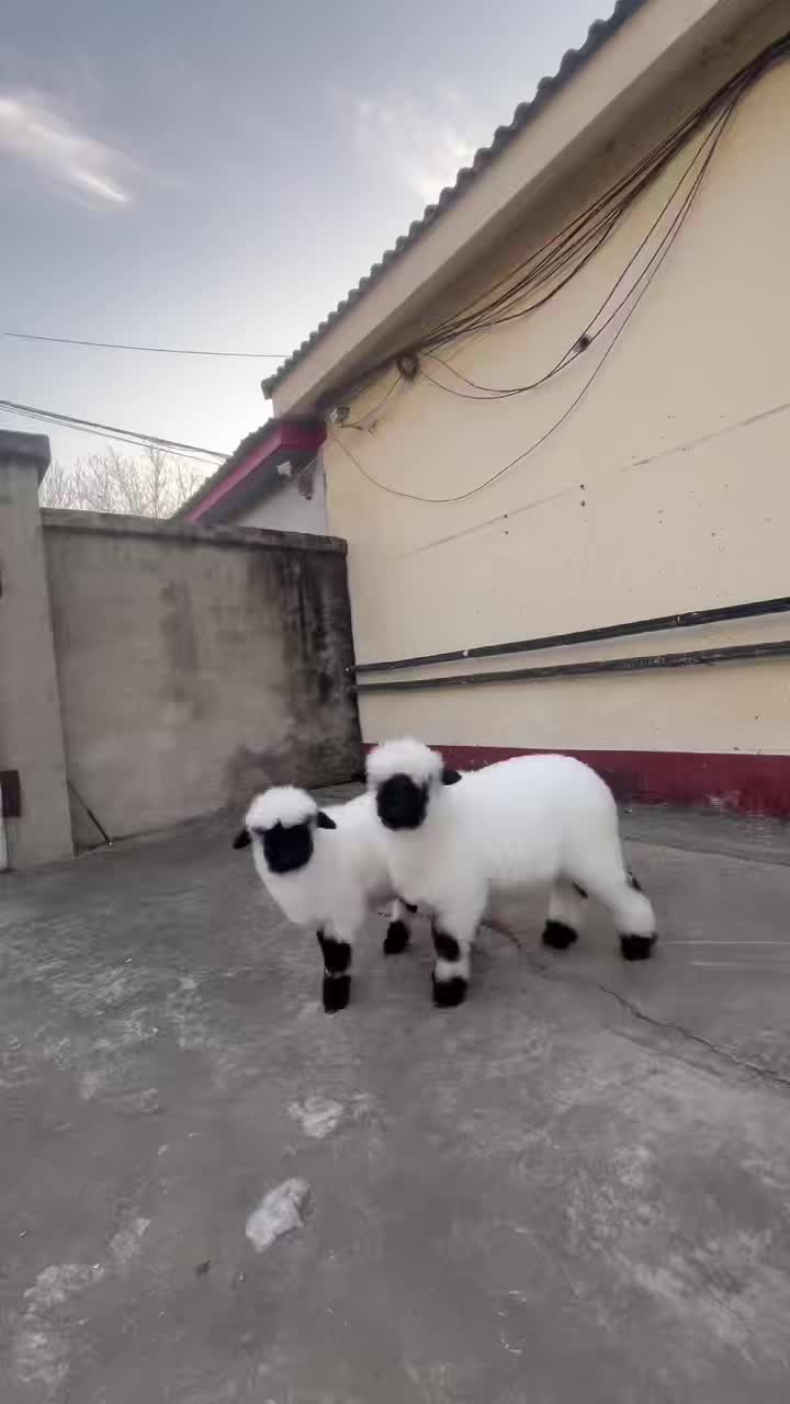 铁岭宠物养出售哪家好