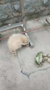 丹东宠物养展览哪家好