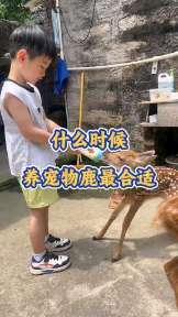 焦作梅花鹿租赁哪家好