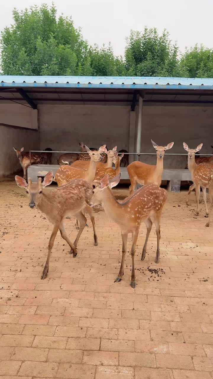 承德梅花鹿出租养殖基地