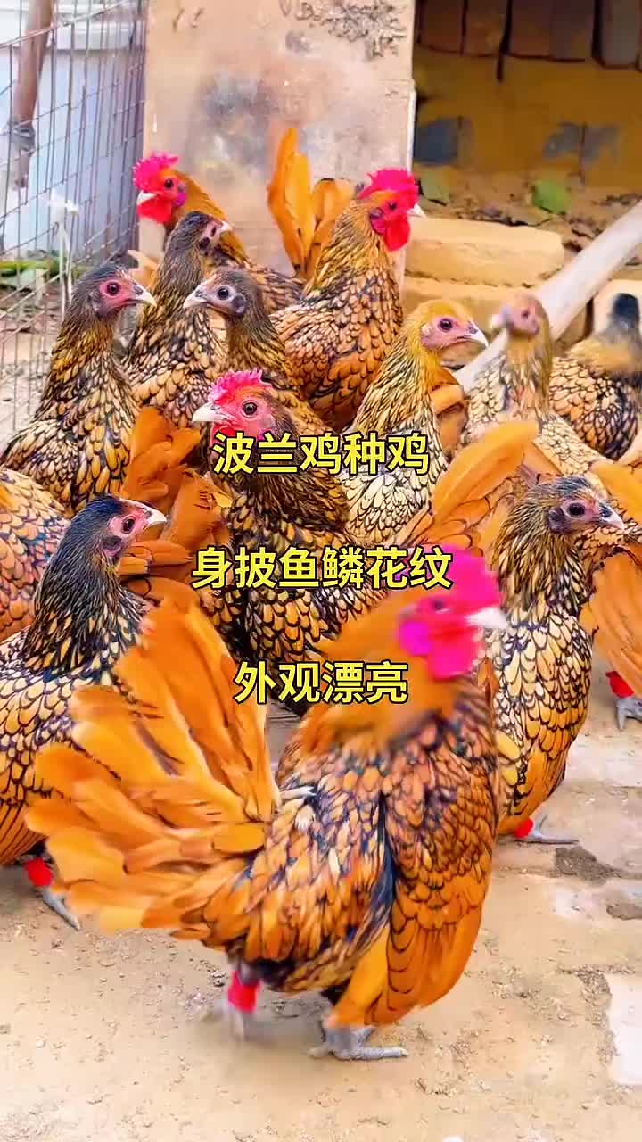 巴南国展卡皮巴拉农场口碑好的动物租赁厂家推荐实拍