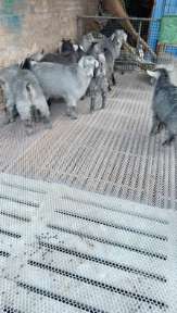 萌宠回收健康安全保障邢台