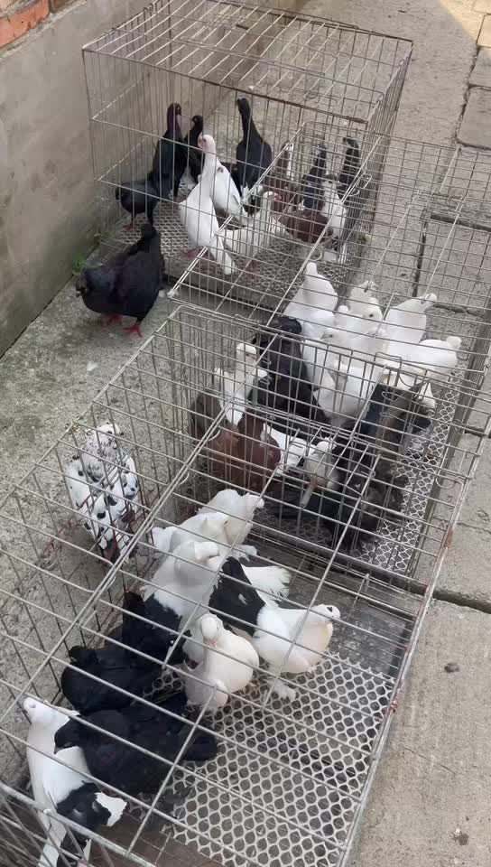 运城萌宠动物回收 电话