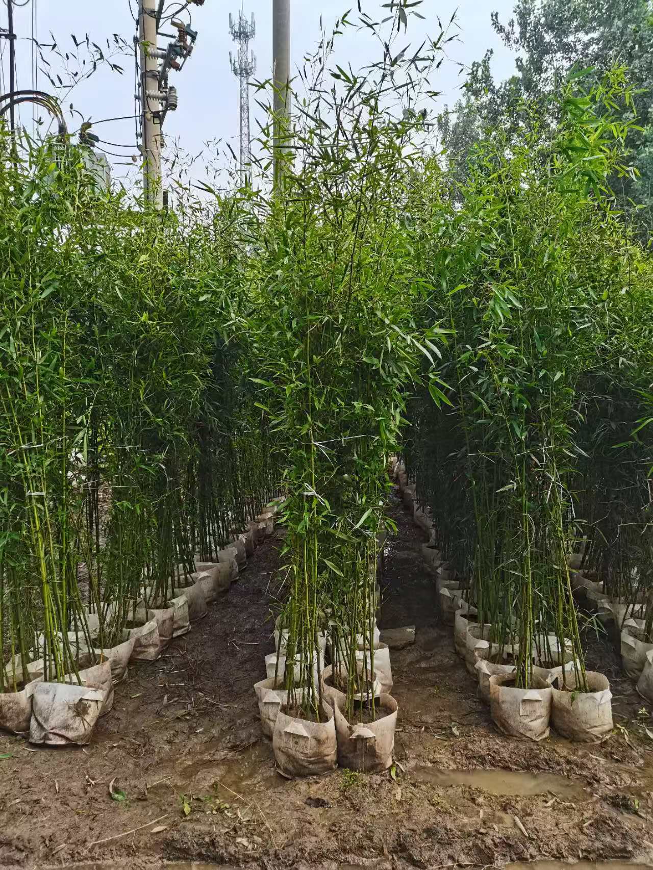 北镇刚子竹苗产地产品细节