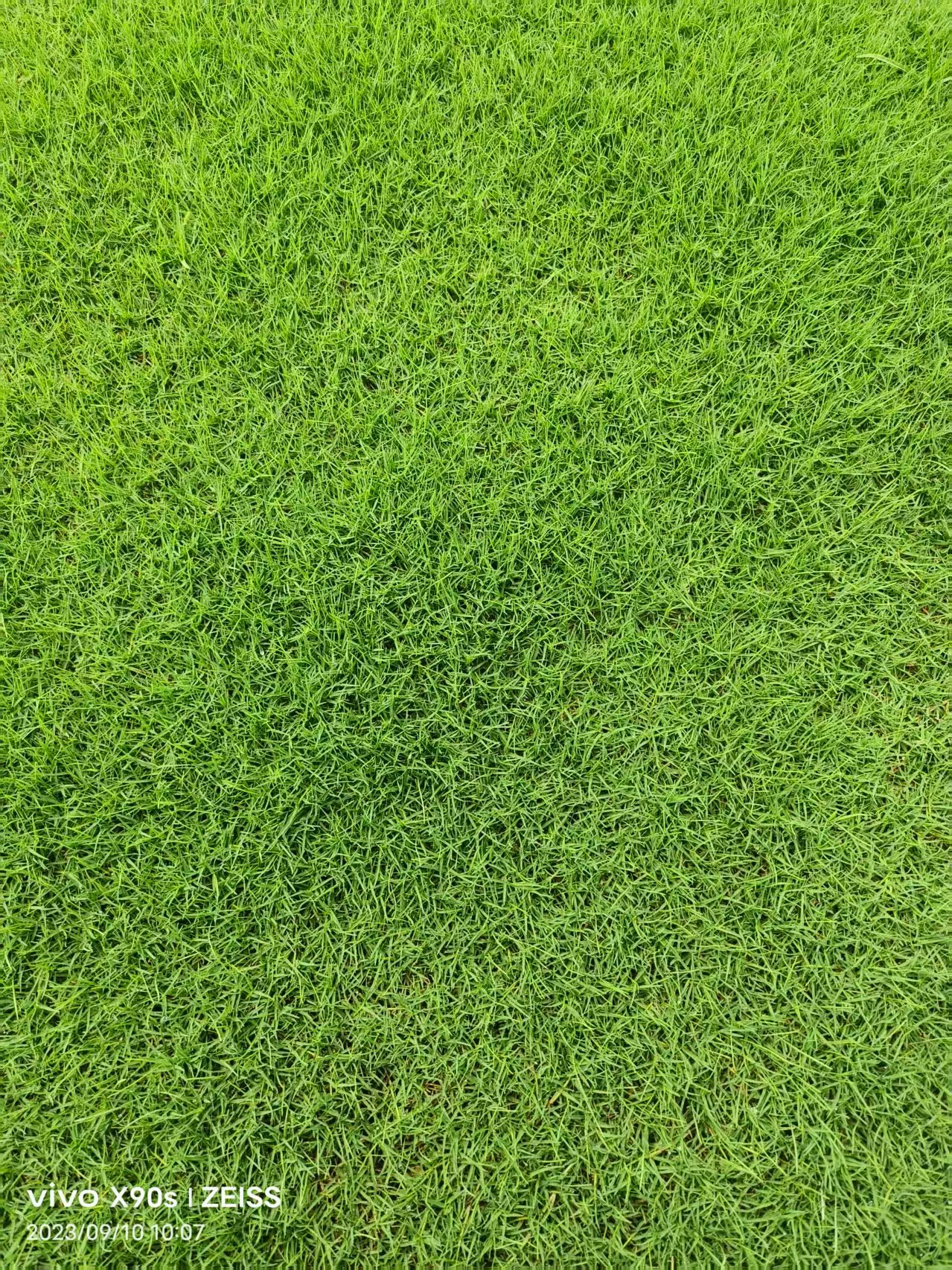 太原市古交市冷季型草坪供应商