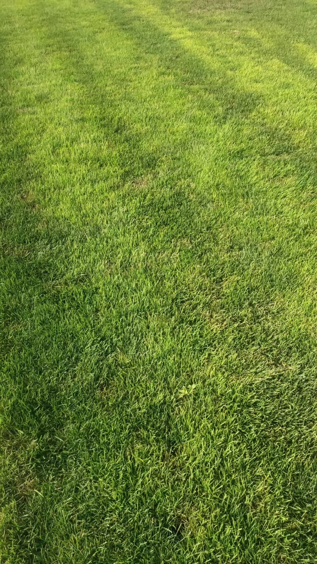 太原市清徐县小区绿化草坪基地有哪些