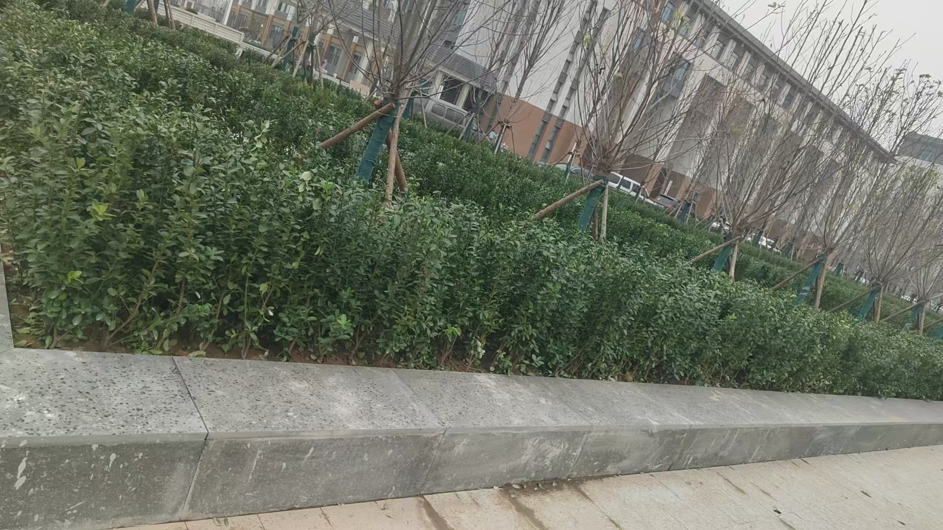 太原市清徐县花园造景草坪基地哪家靠谱