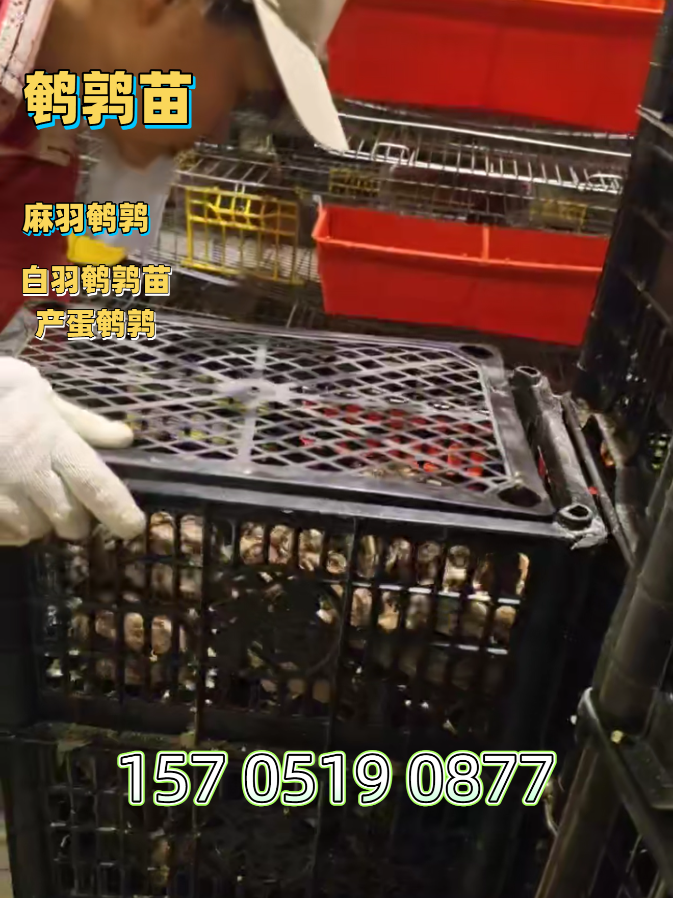 北京蛋用鹌鹑批发
