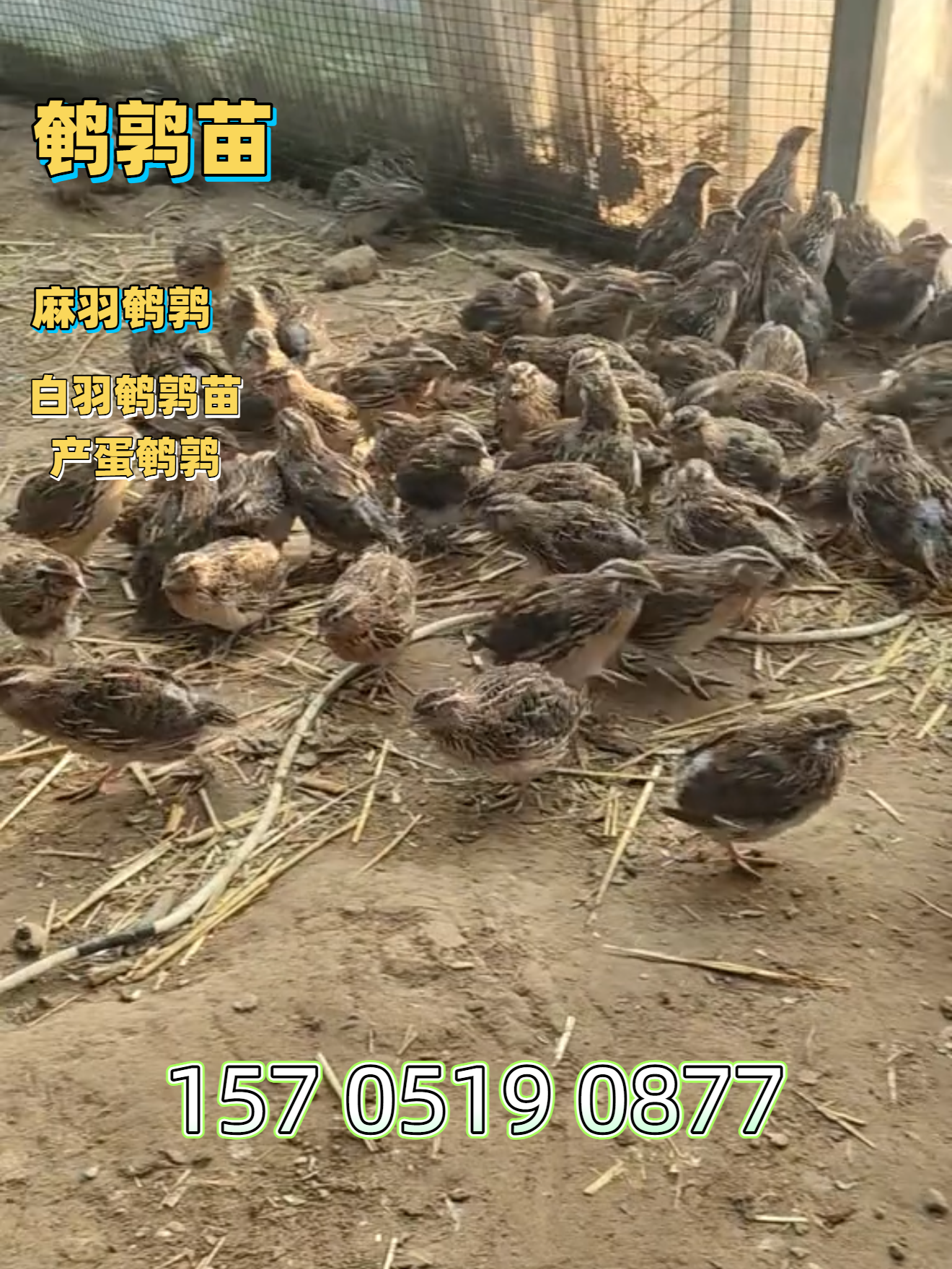 北京鹌鹑青年苗养殖基地