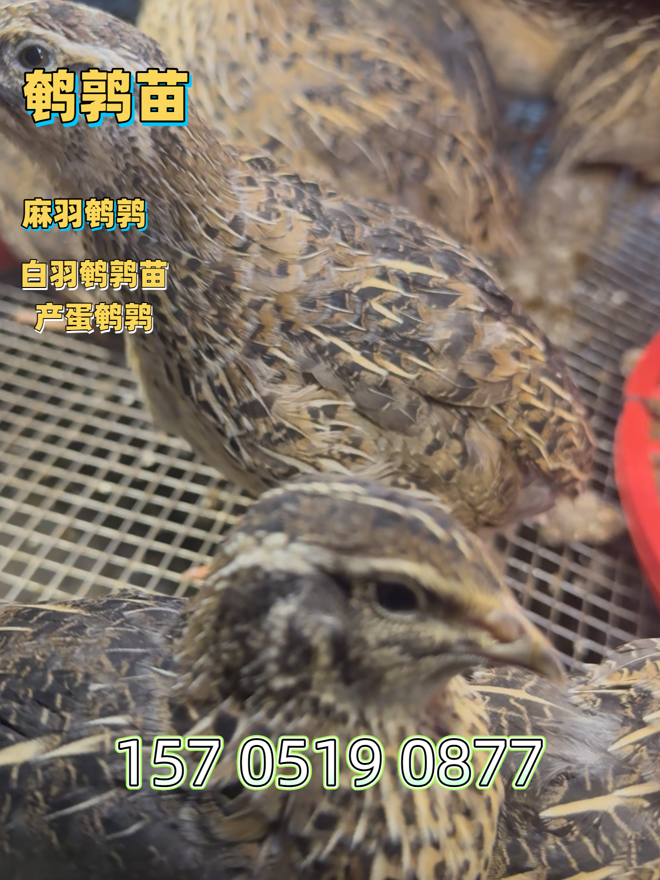 北京散养鹌鹑养殖指导