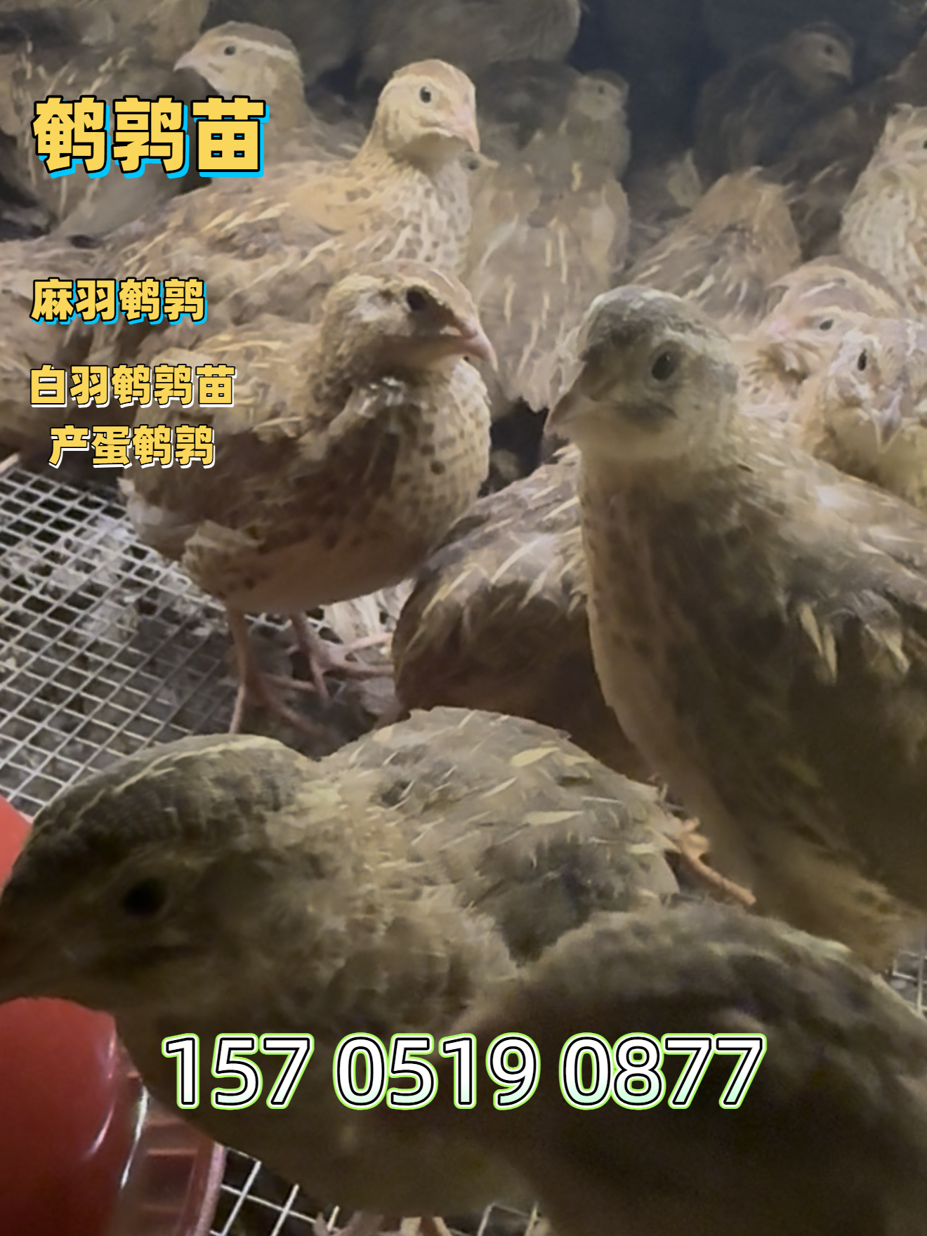 北京鹌鹑幼苗供应基地