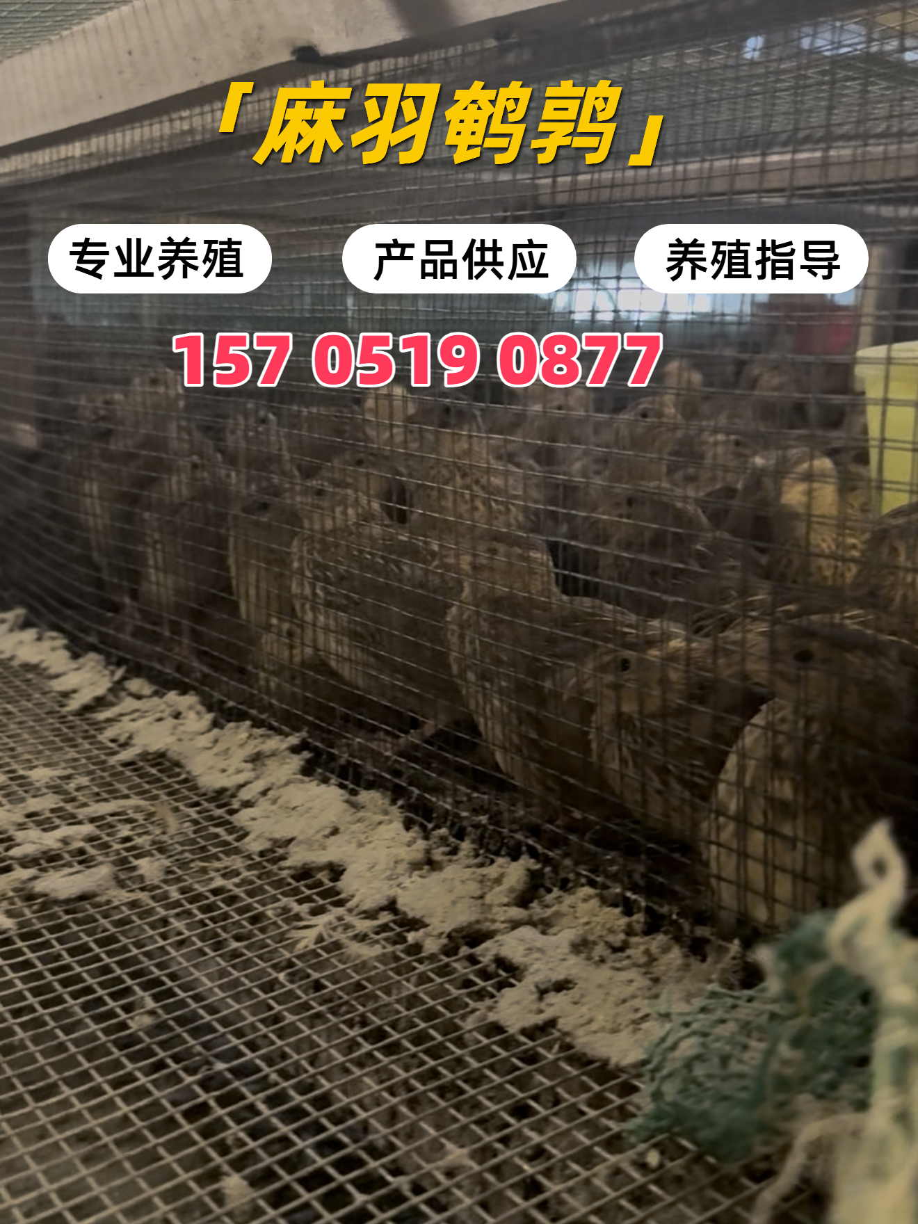 北京蛋鹌鹑哪里有