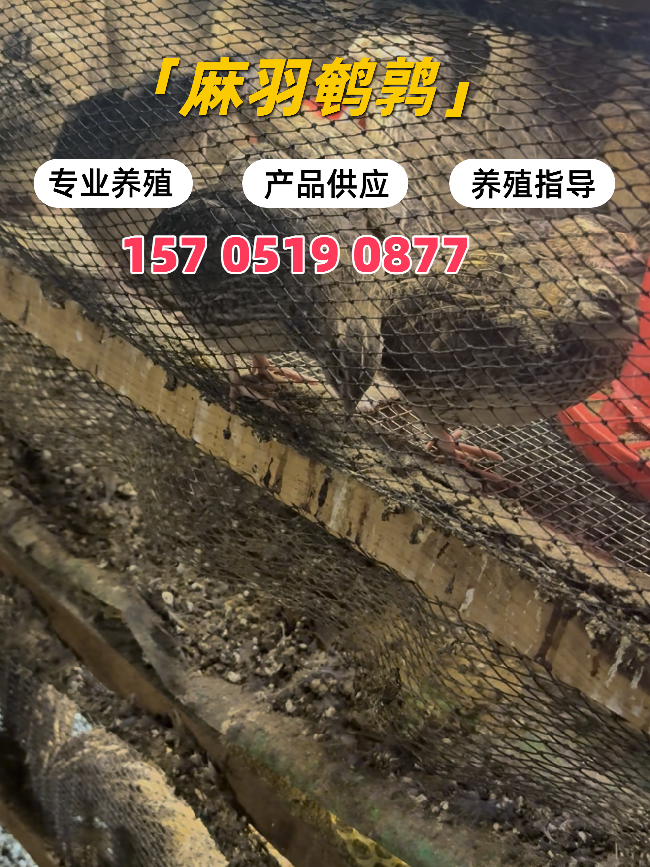 北京鹌鹑苗种苗批发