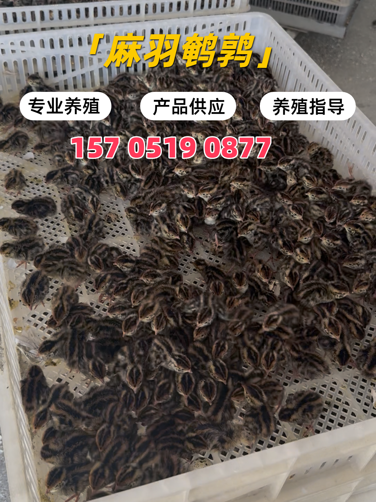 北京散养鹌鹑哪里有