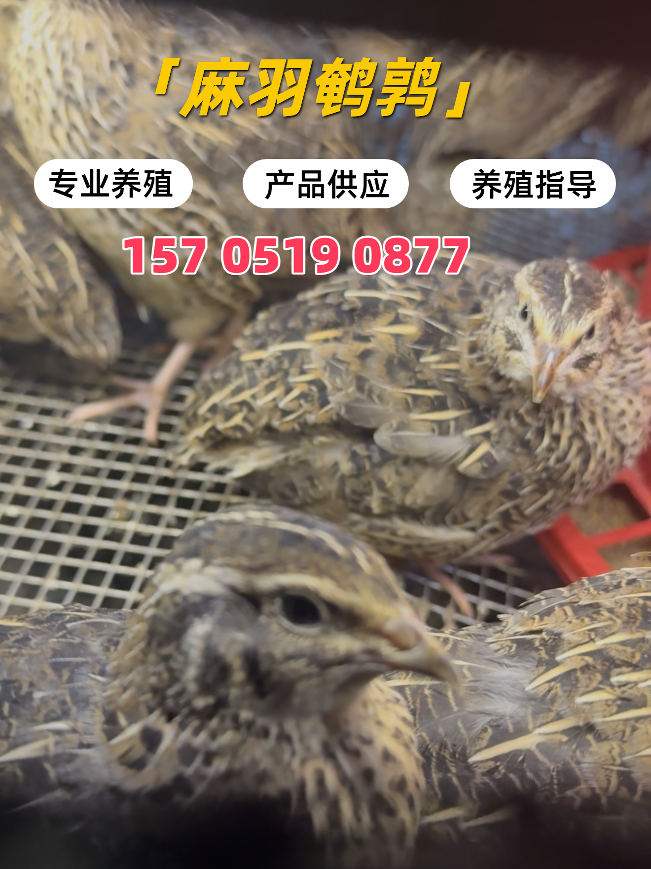 北京现代化养殖鹌鹑货源充足