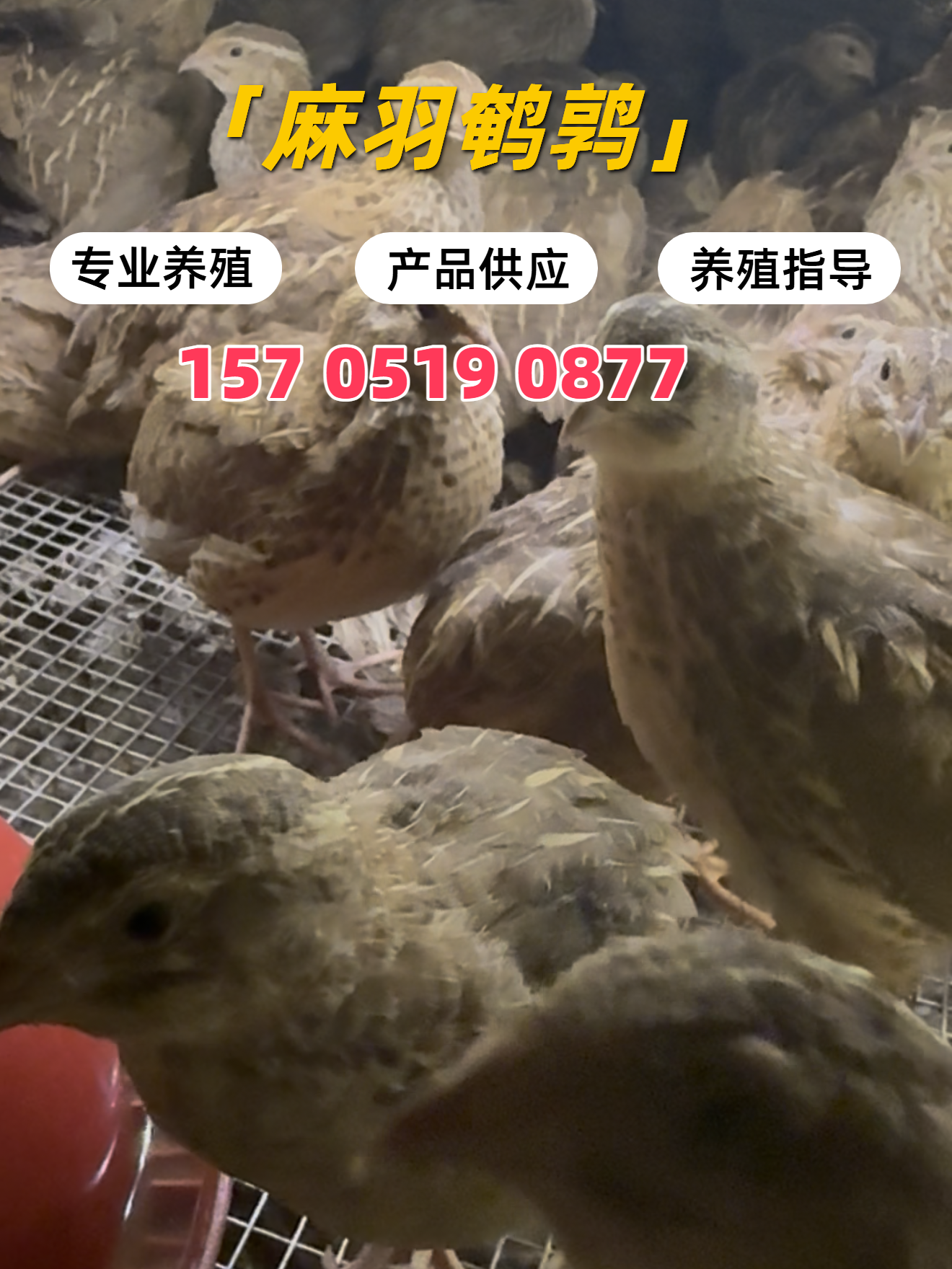 北京散养鹌鹑如何养殖