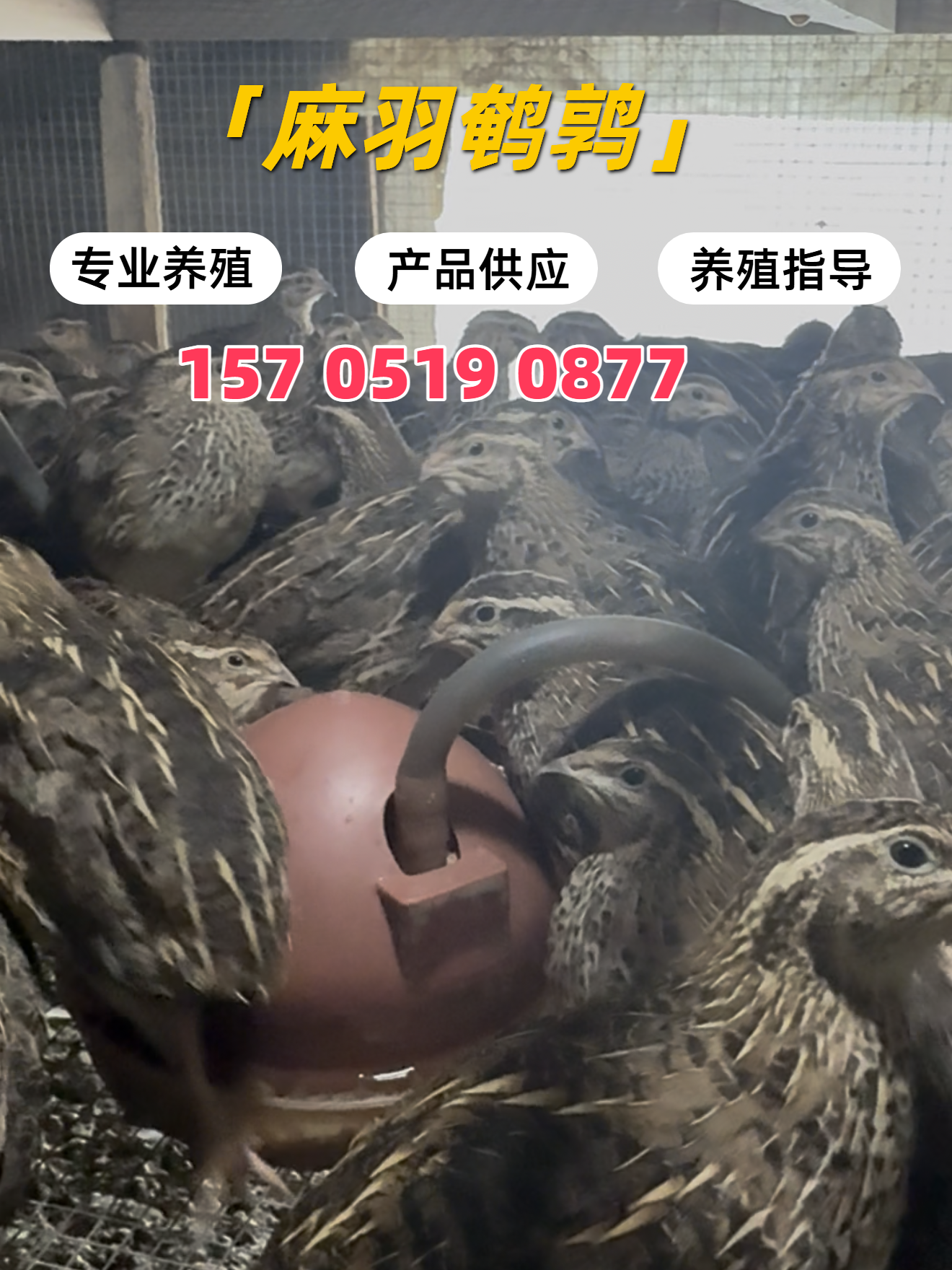 北京蛋用鹌鹑苗养殖