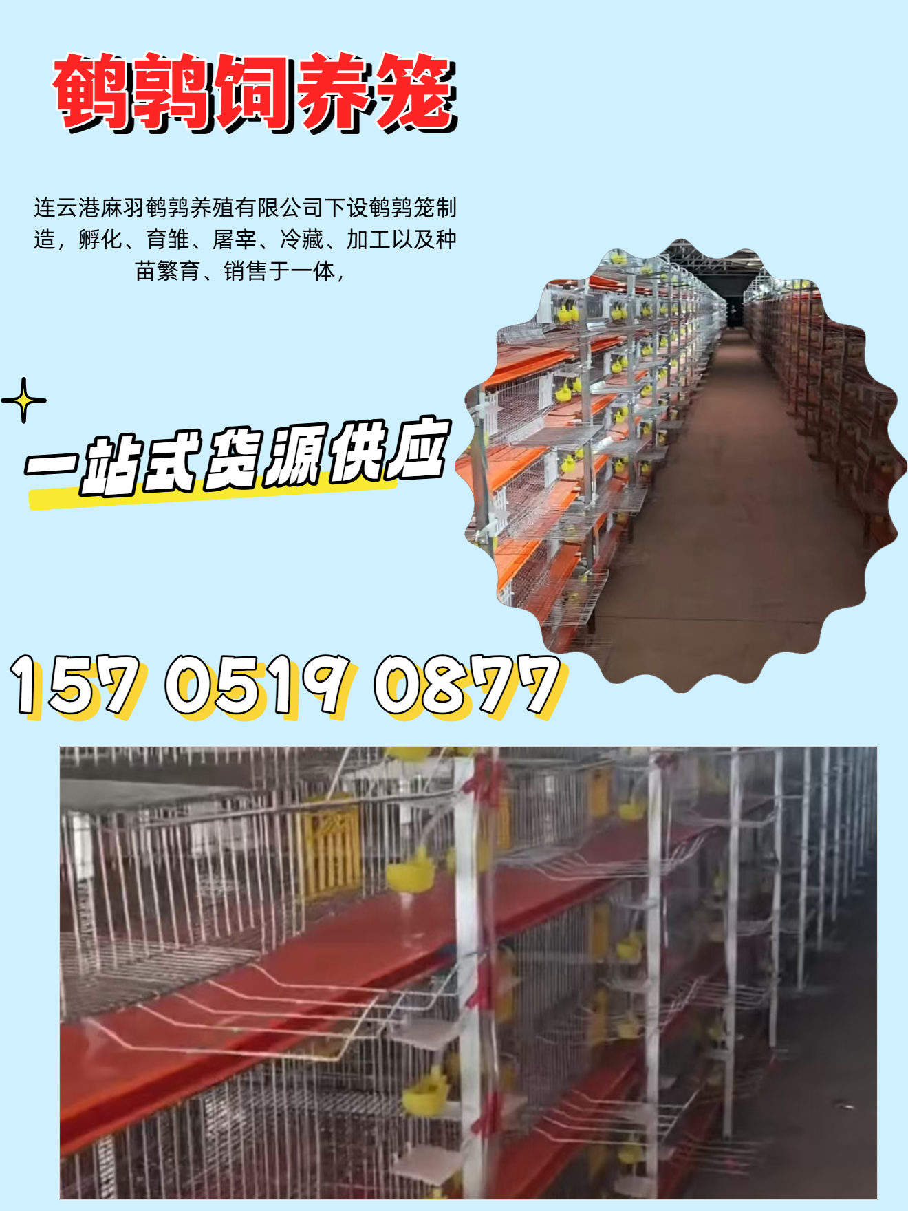 辽阳麻羽鹌鹑养殖出壳鹌鹑苗实拍
