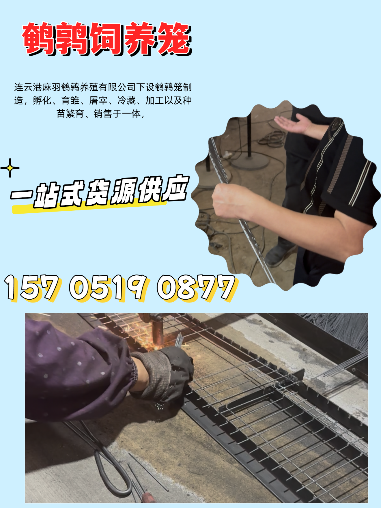 辽阳麻羽鹌鹑养殖麻羽鹌鹑养殖案例展示