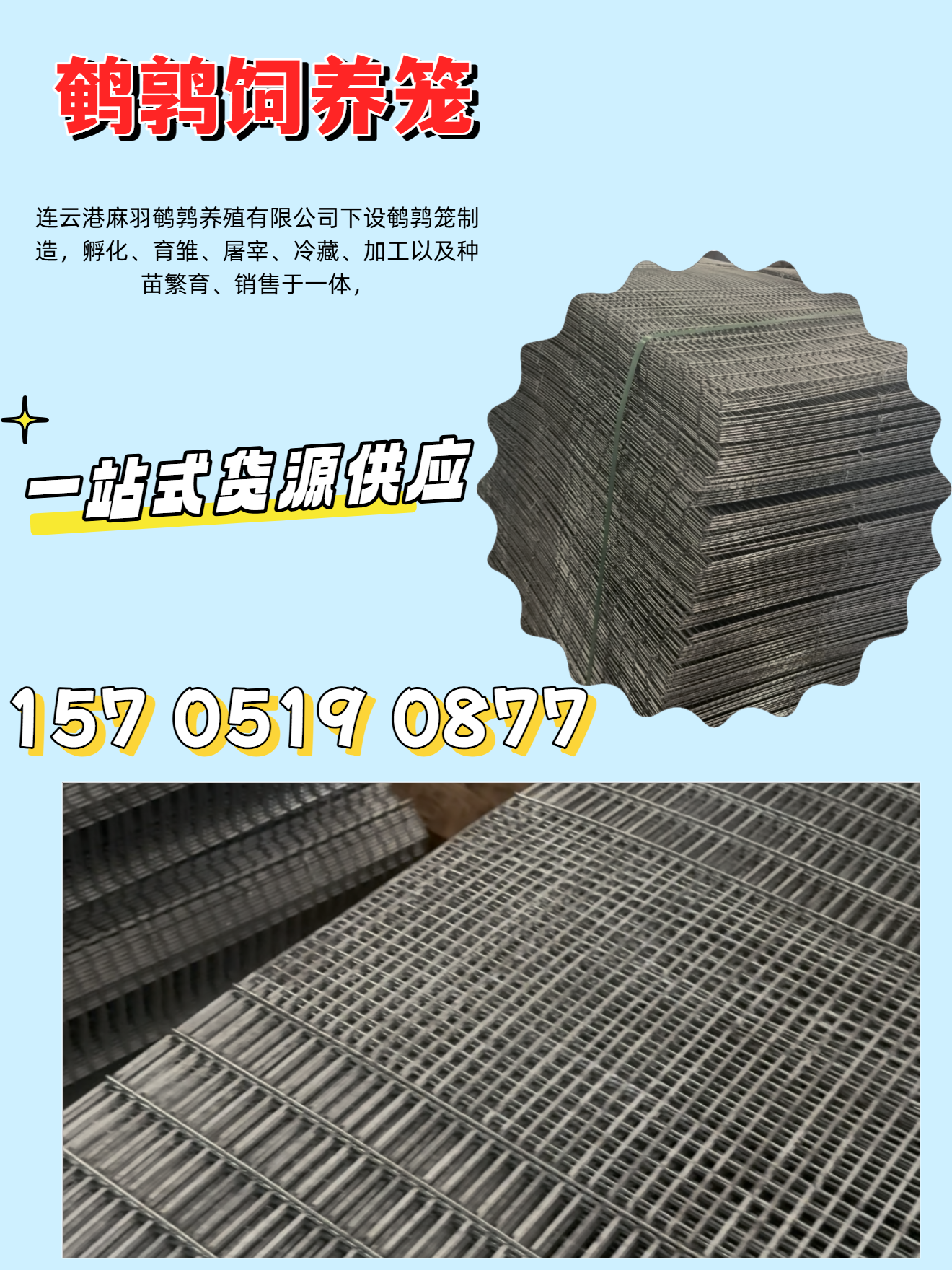 辽阳麻羽鹌鹑养殖麻羽鹌鹑养殖车间实拍