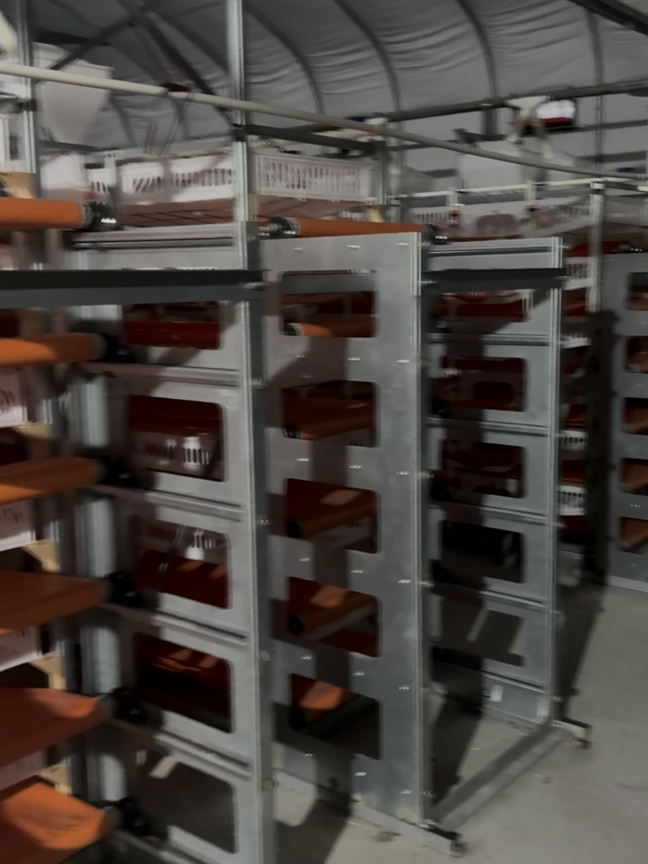 涞水麻羽鹌鹑养殖鹌鹑青年苗应用场景