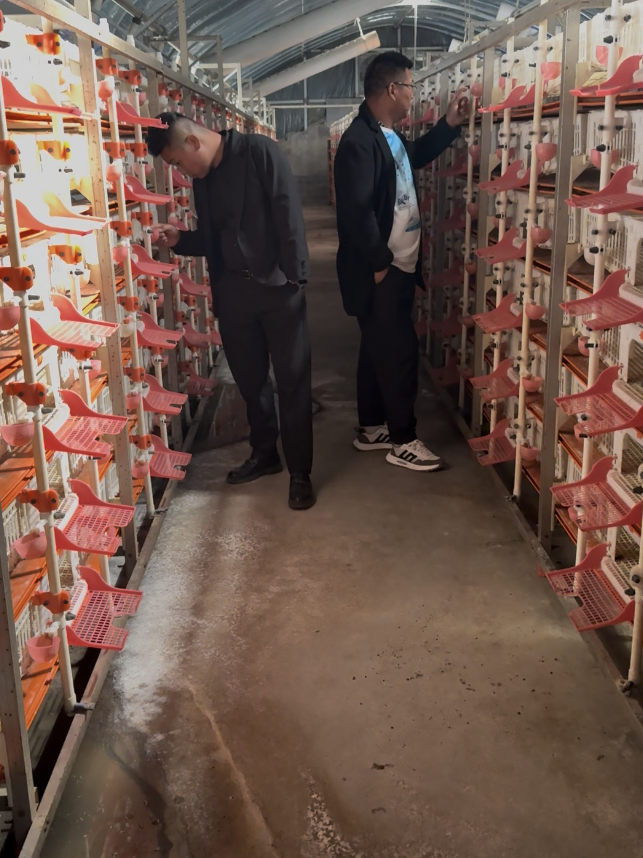 涞水麻羽鹌鹑养殖麻羽鹌鹑养殖企业形象