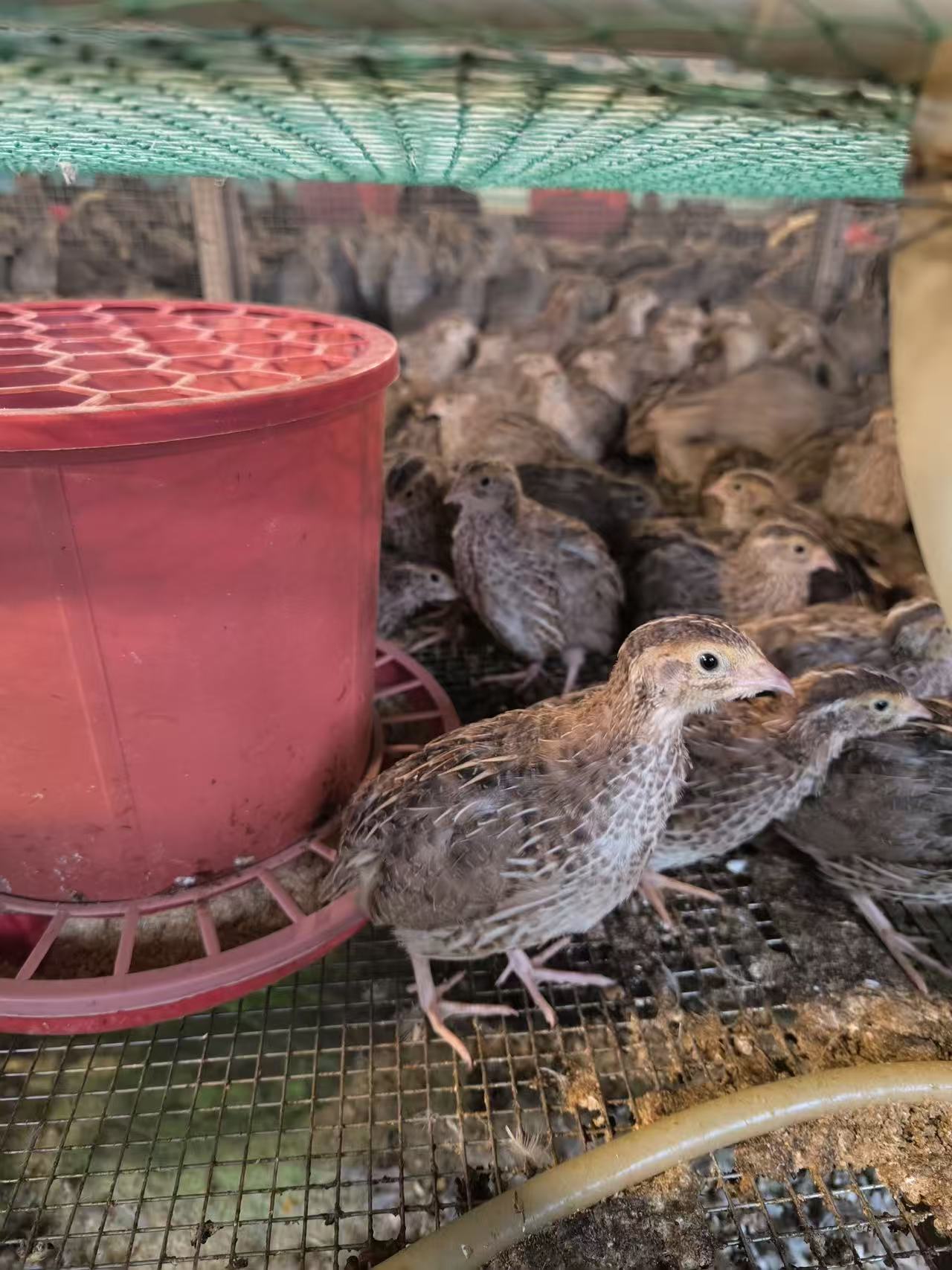 北京蛋用鹌鹑饲养