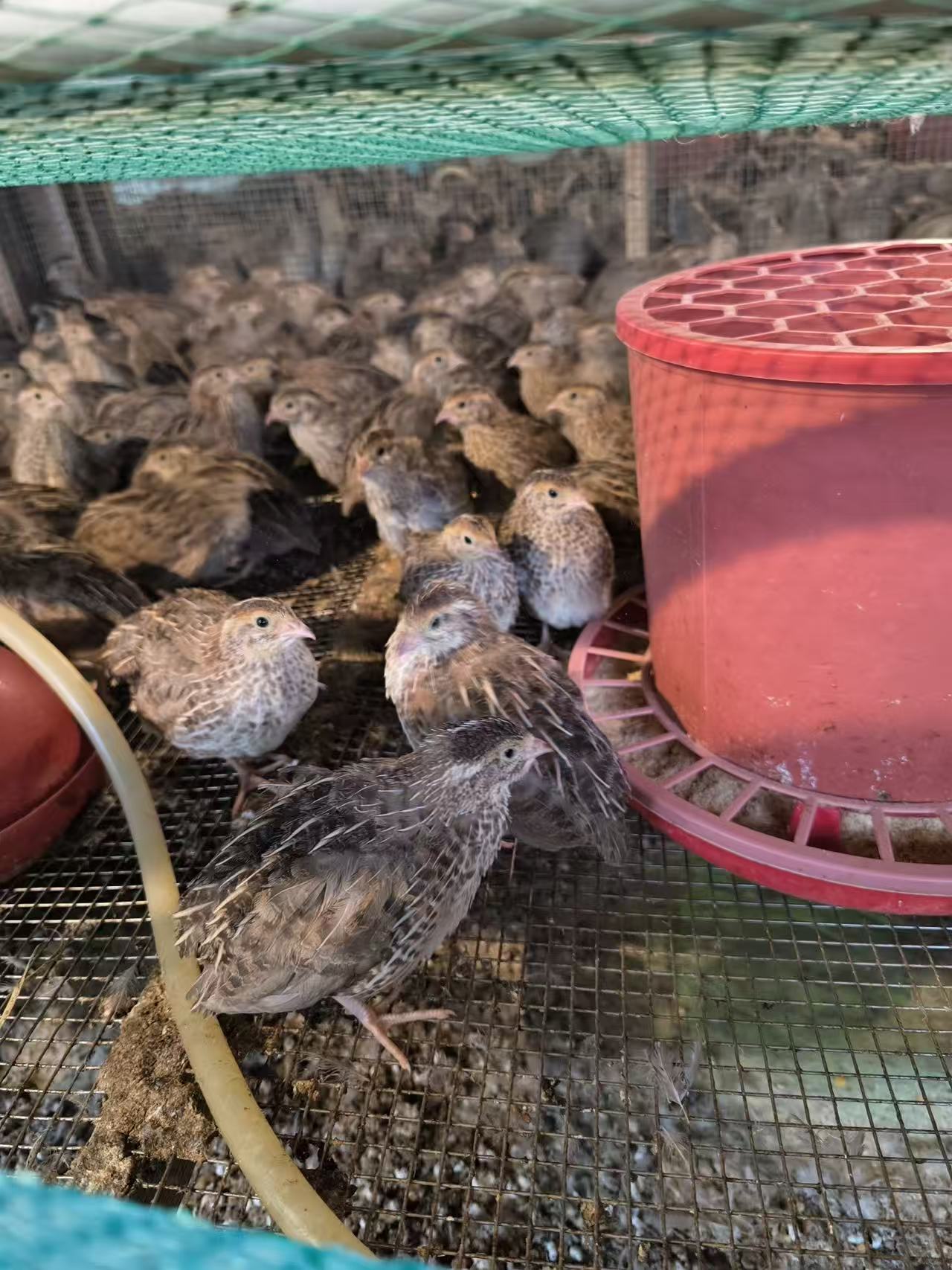 北京家养鹌鹑苗供应基地