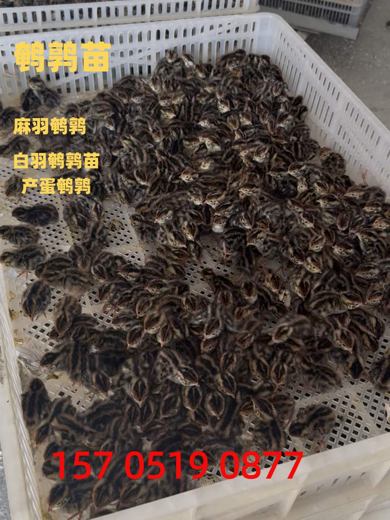 三沙市规模化养殖鹌鹑苗养殖指导