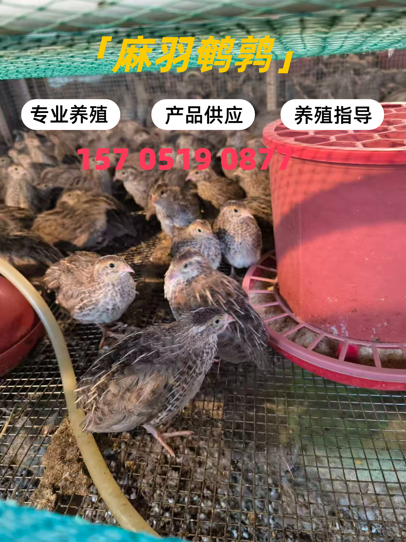 天津鹌鹑苗幼苗养殖基地