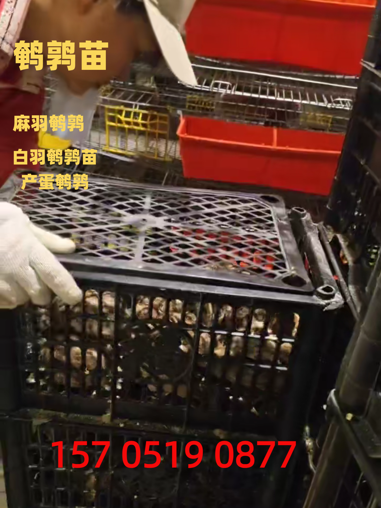 三沙市麻羽鹌鹑出壳苗供应基地