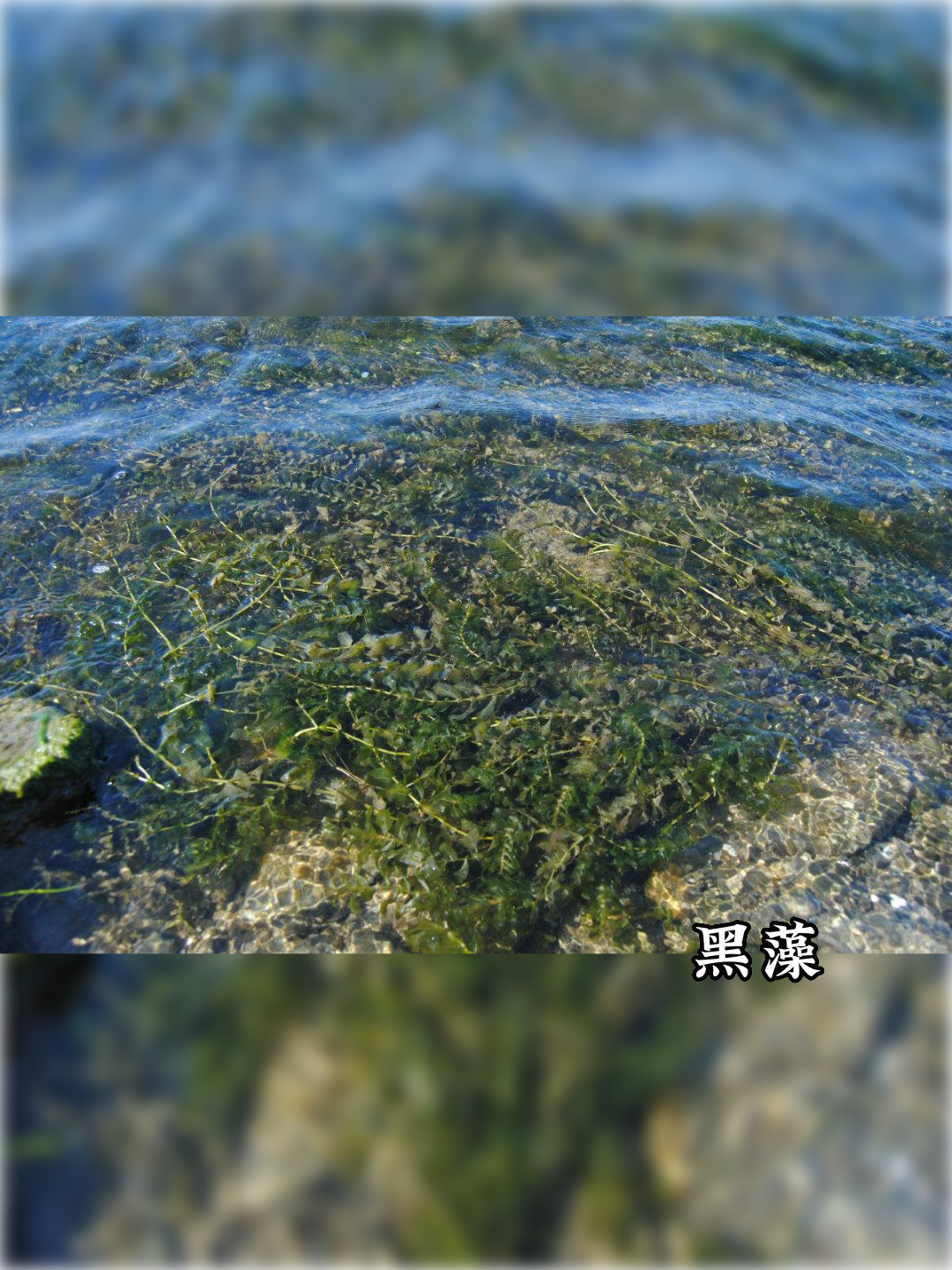 黔西南州望谟县轮叶黑藻排行榜