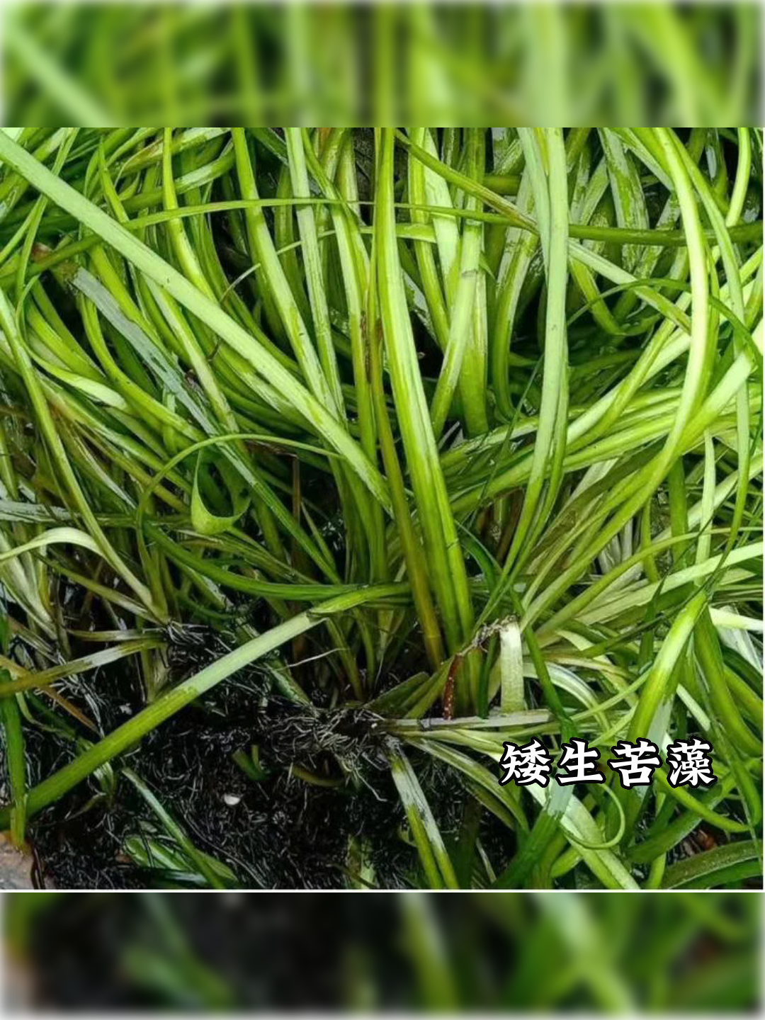 丽水市龙泉市穗花狐尾藻口碑排行