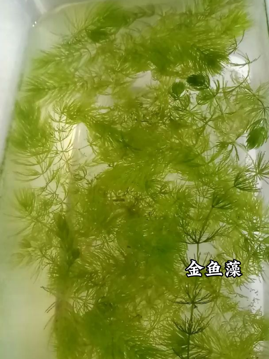 天津市河西区梭鱼草联系方式
