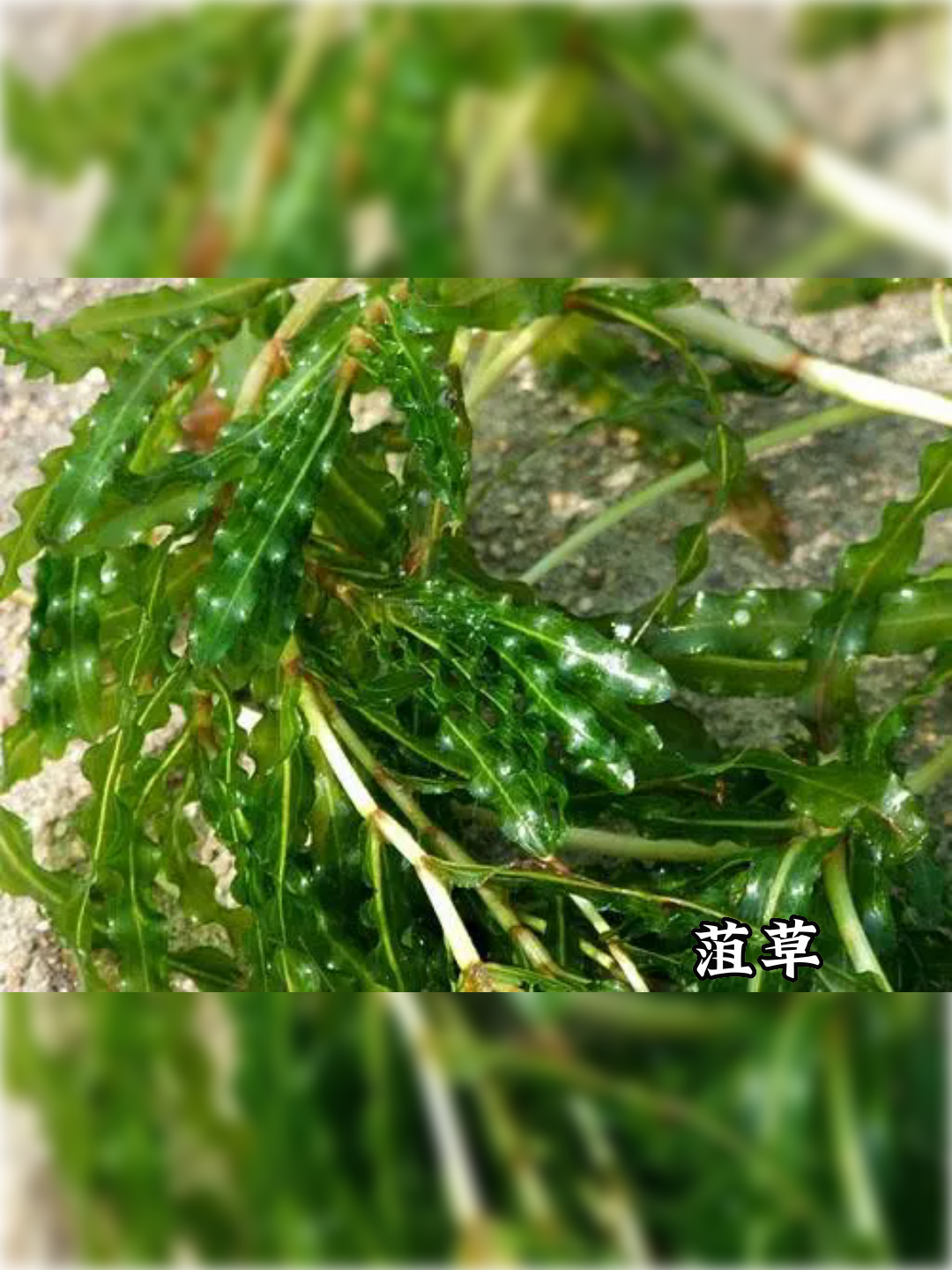 德州市宁津县沉水植物推荐榜