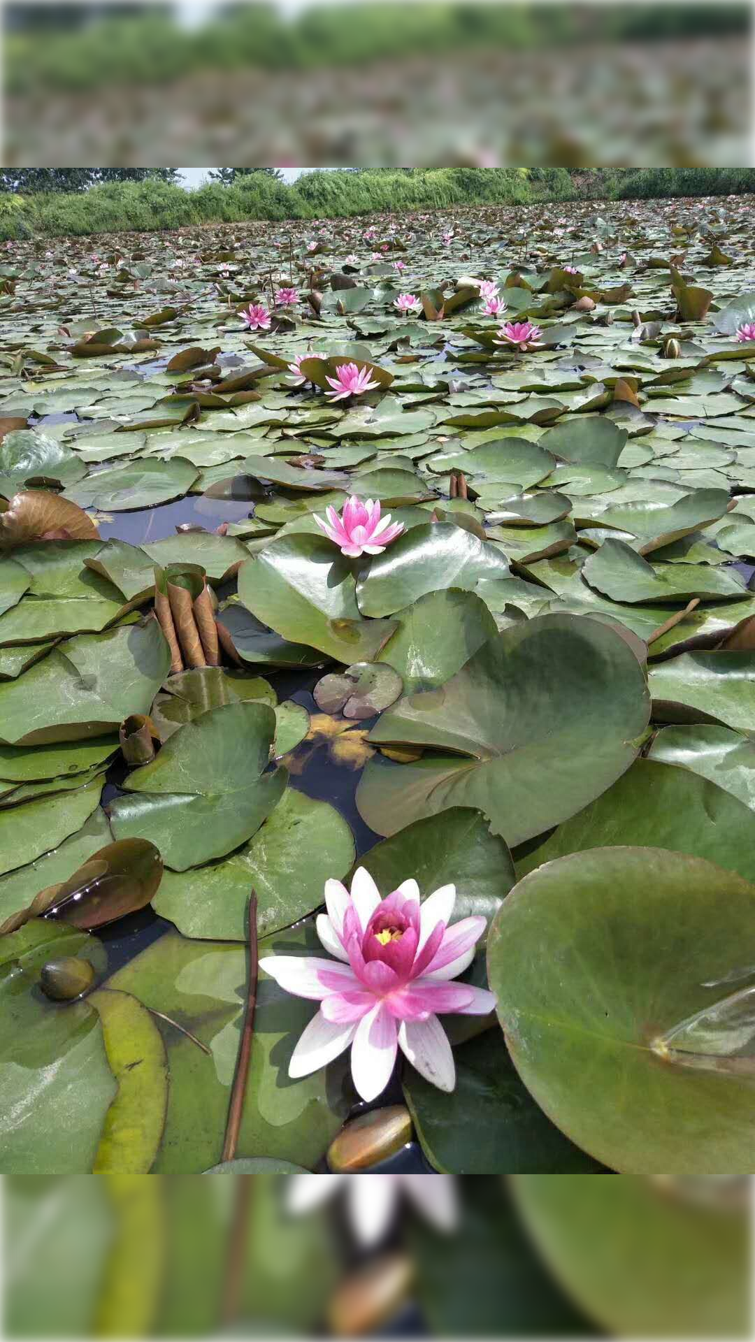 钦州市灵山县盆栽睡莲哪里有排行榜