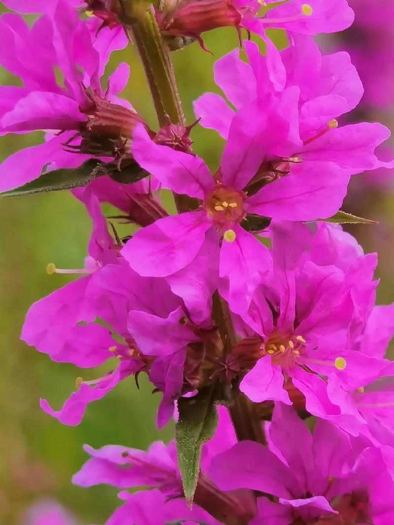 宁波市千屈菜种植基地有哪些