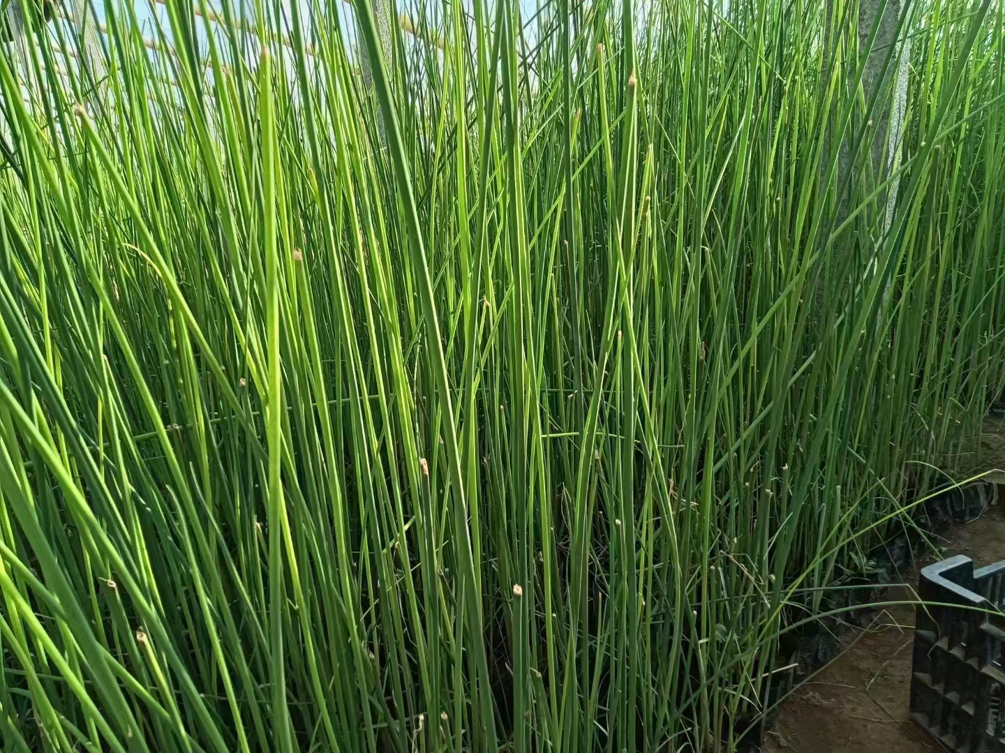 西藏自治区水葱种苗基地
