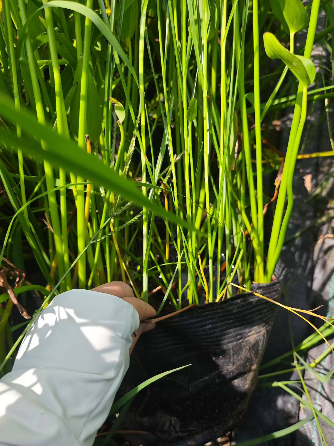 运城市水上浮岛梭鱼草栽植轻松养护的水生植被联系方式