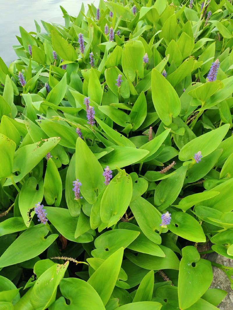 保定市湿地公园梭鱼草繁殖迅猛的水生草种哪家好