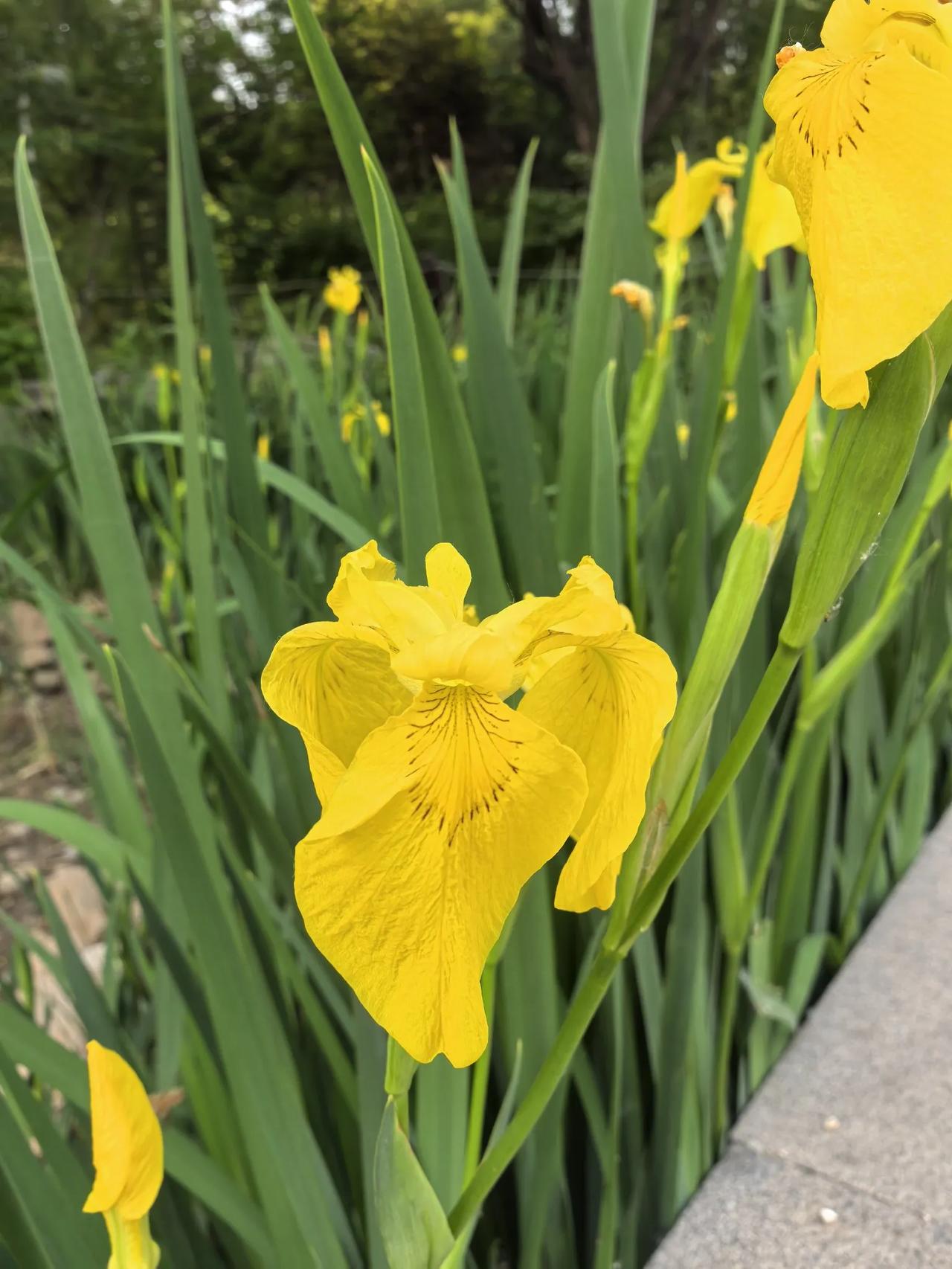 河北省浮岛净水水生黄菖蒲简单栽种管理排行榜