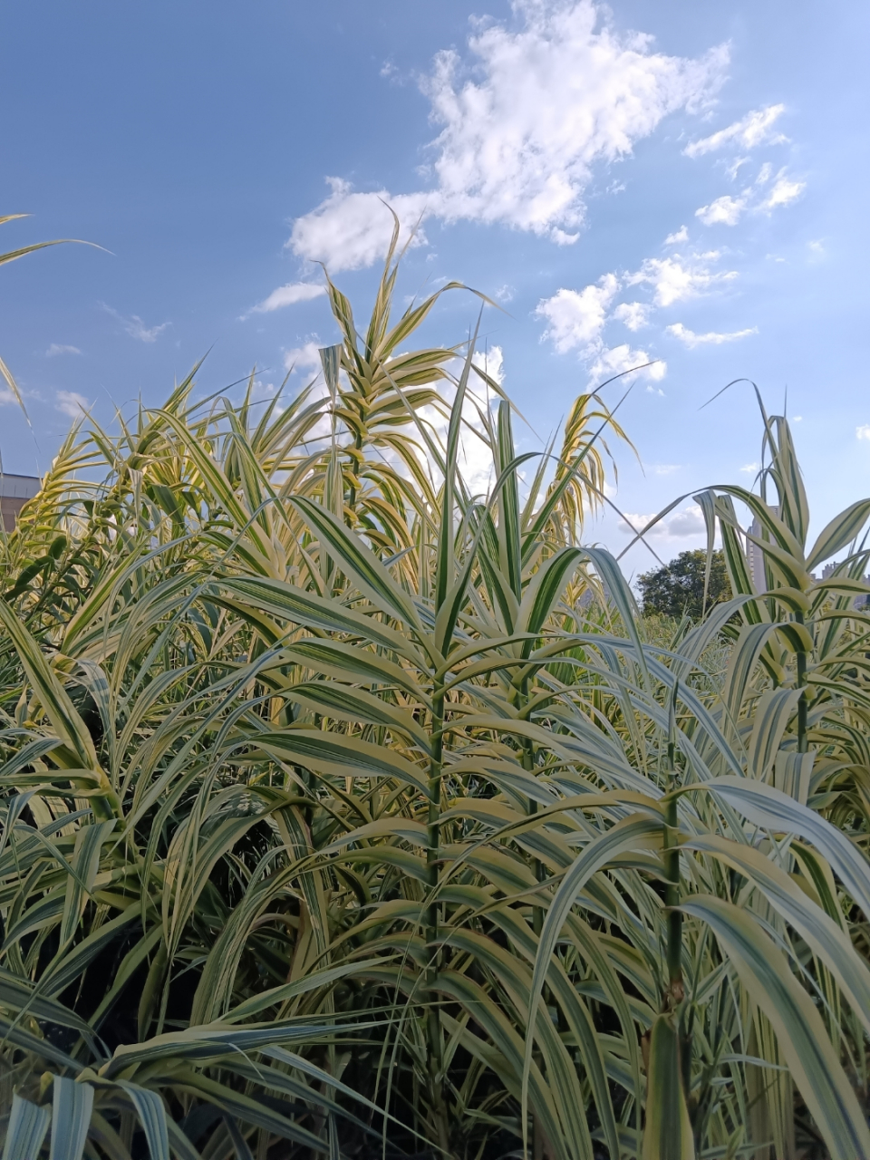龙岩市挺水花叶芦竹净化苗厂家联系电话