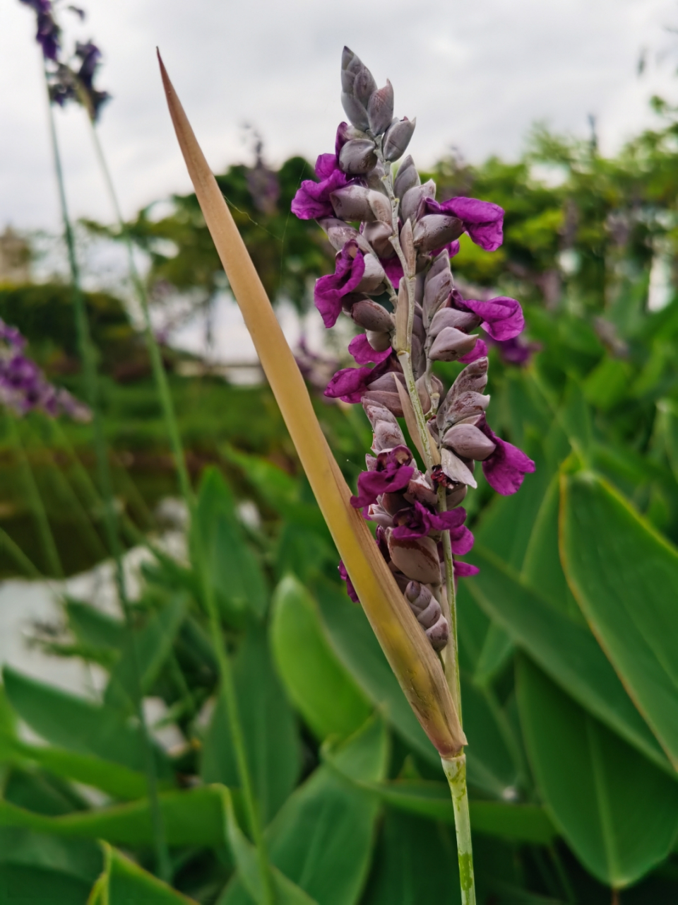 大同市浮岛种植篮再力花联系电话怎么选择