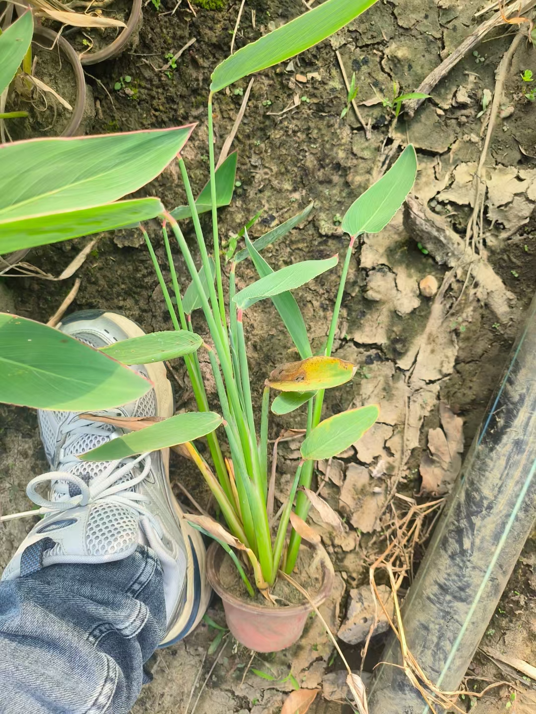 沧州市抑藻再力花哪家强口碑排行榜