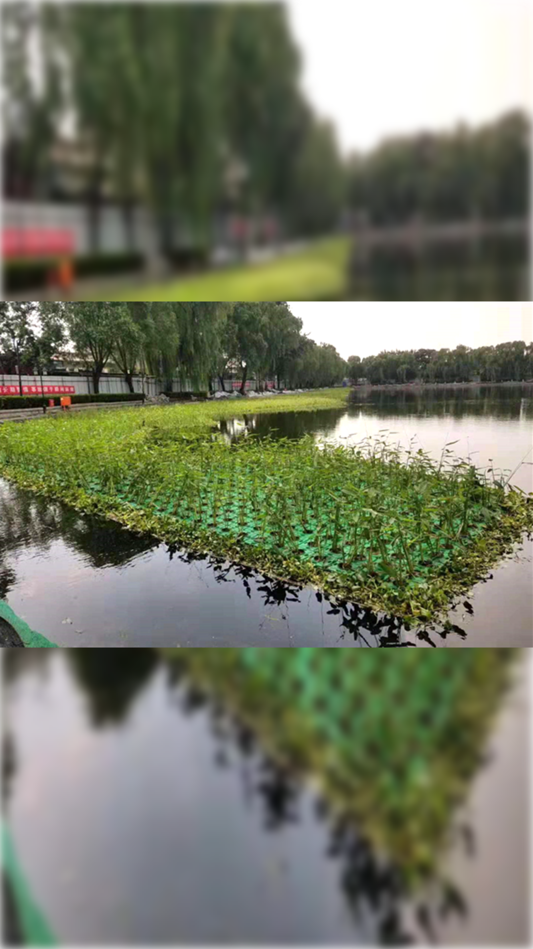邳州鑫丰源水生植物种植基地现货展示