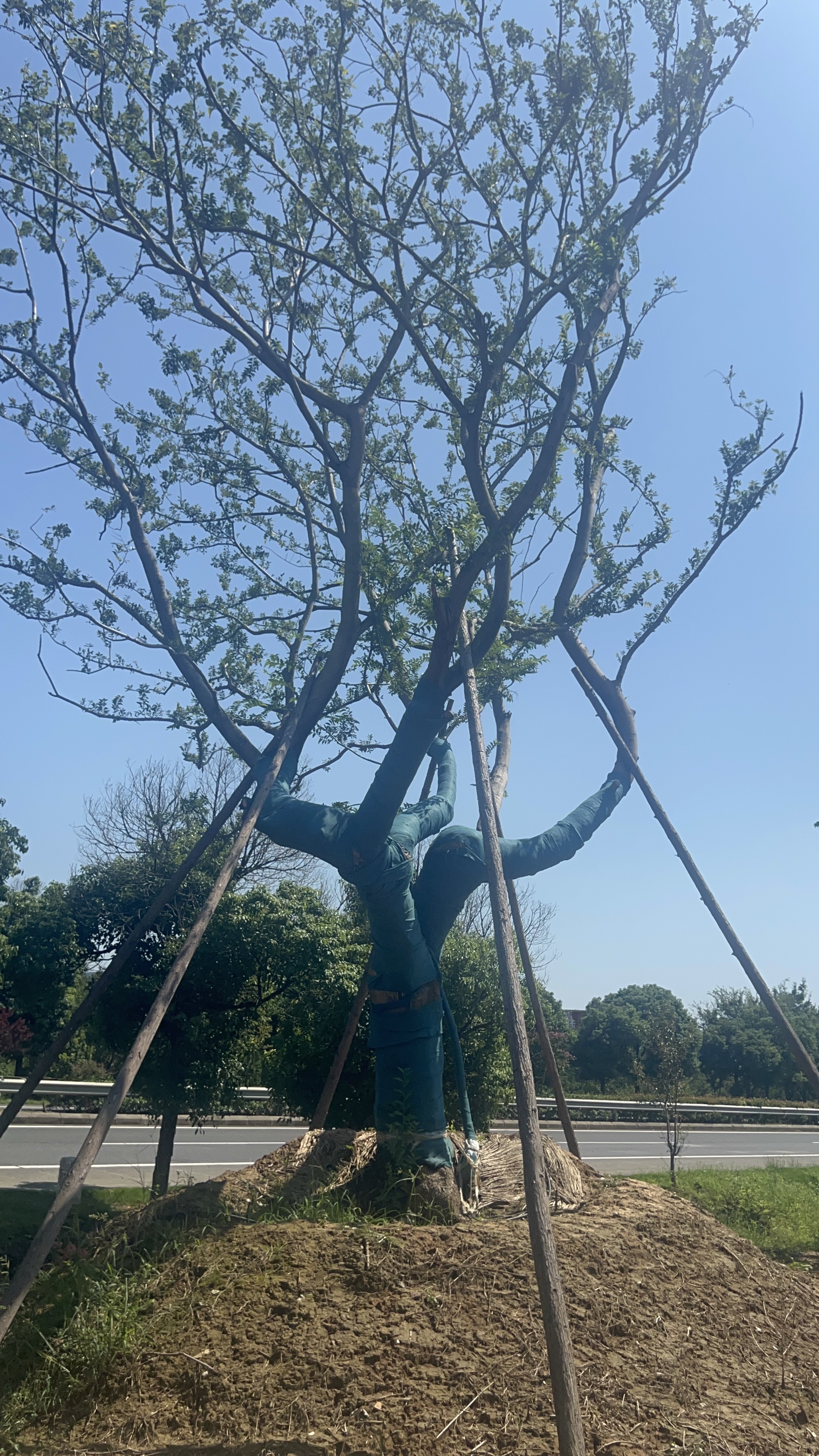 北京乌桕树批发有哪些