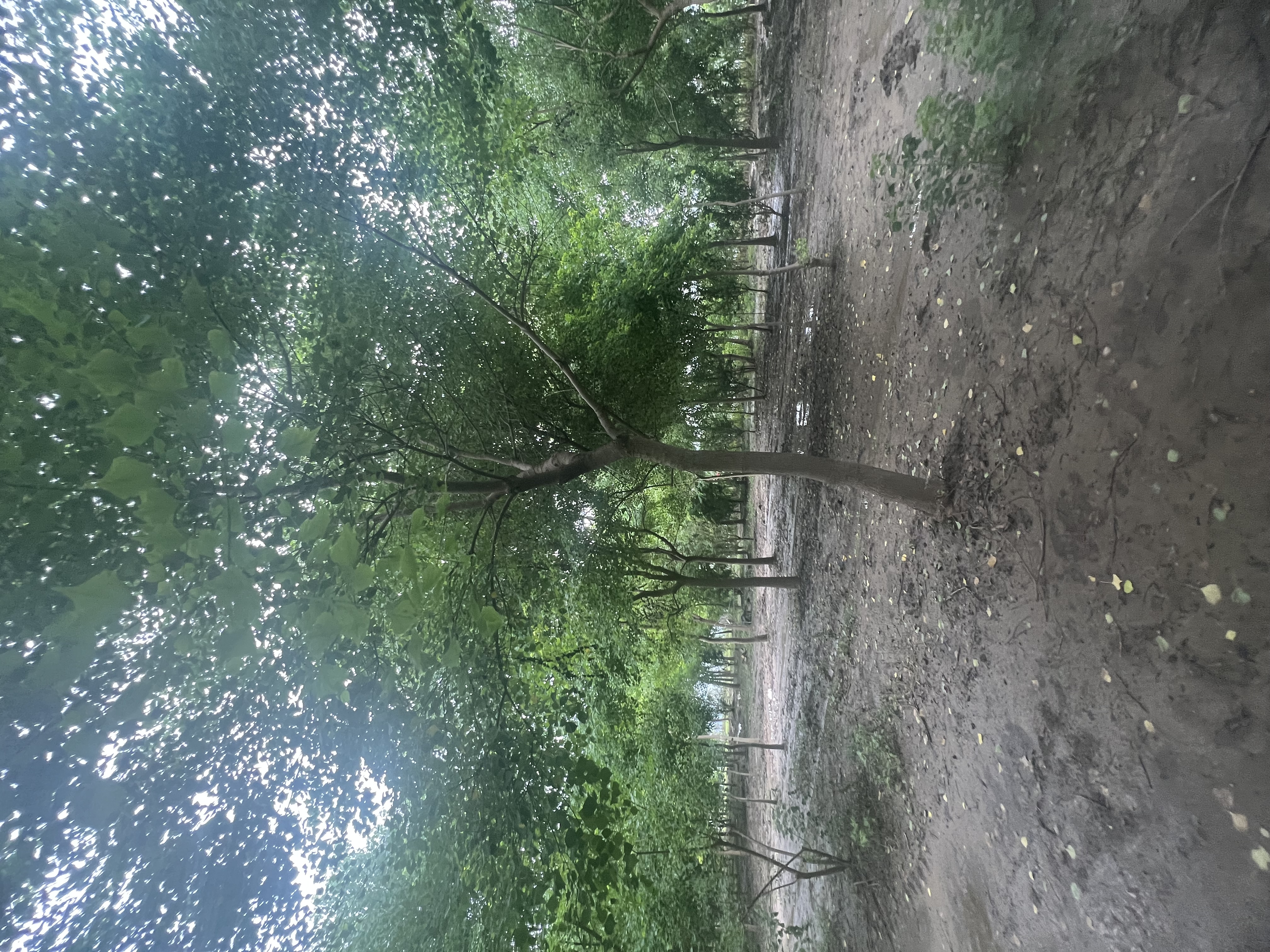 上海彩叶乌桕树供货公司