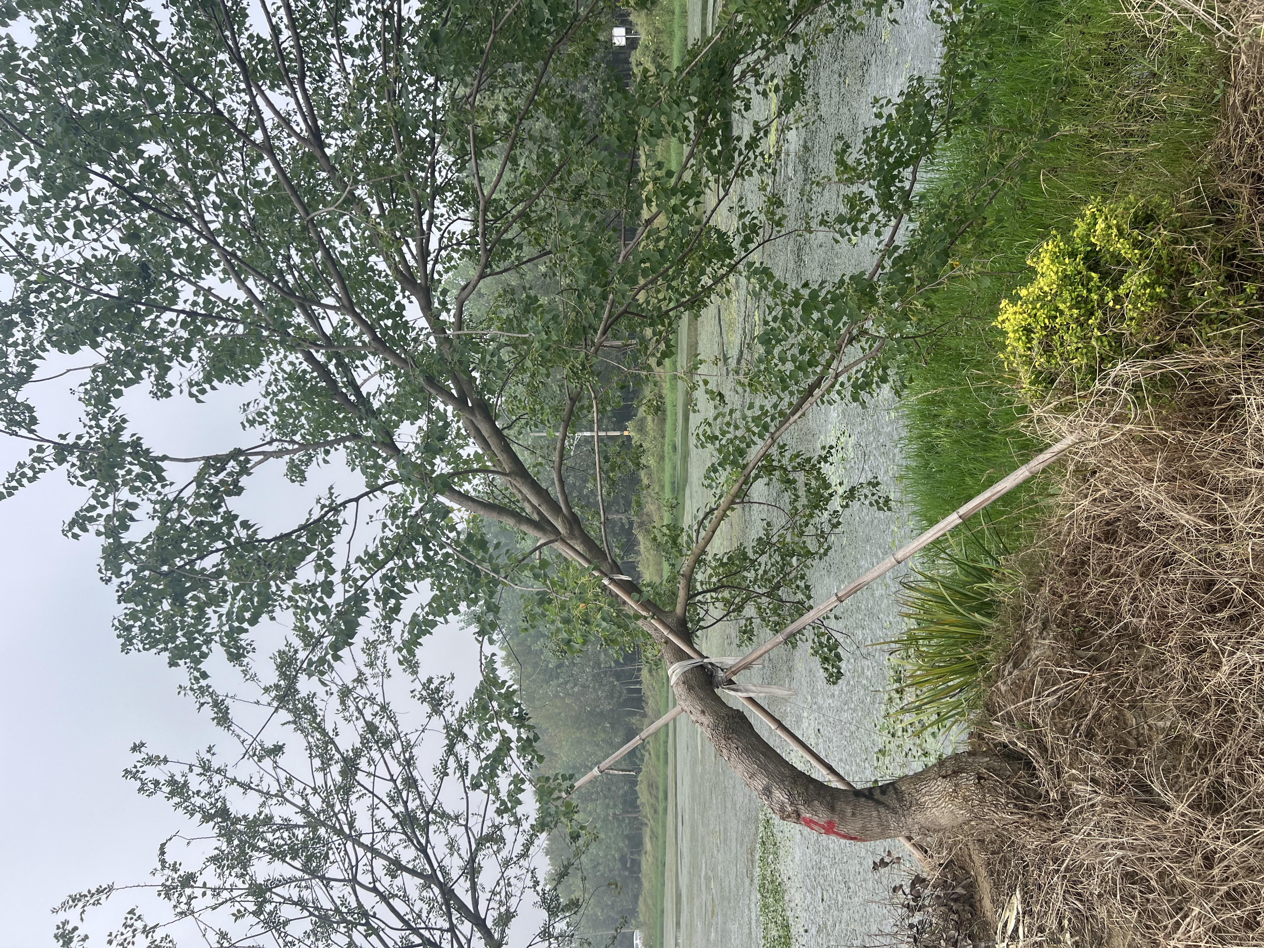 上海彩叶乌桕树哪家