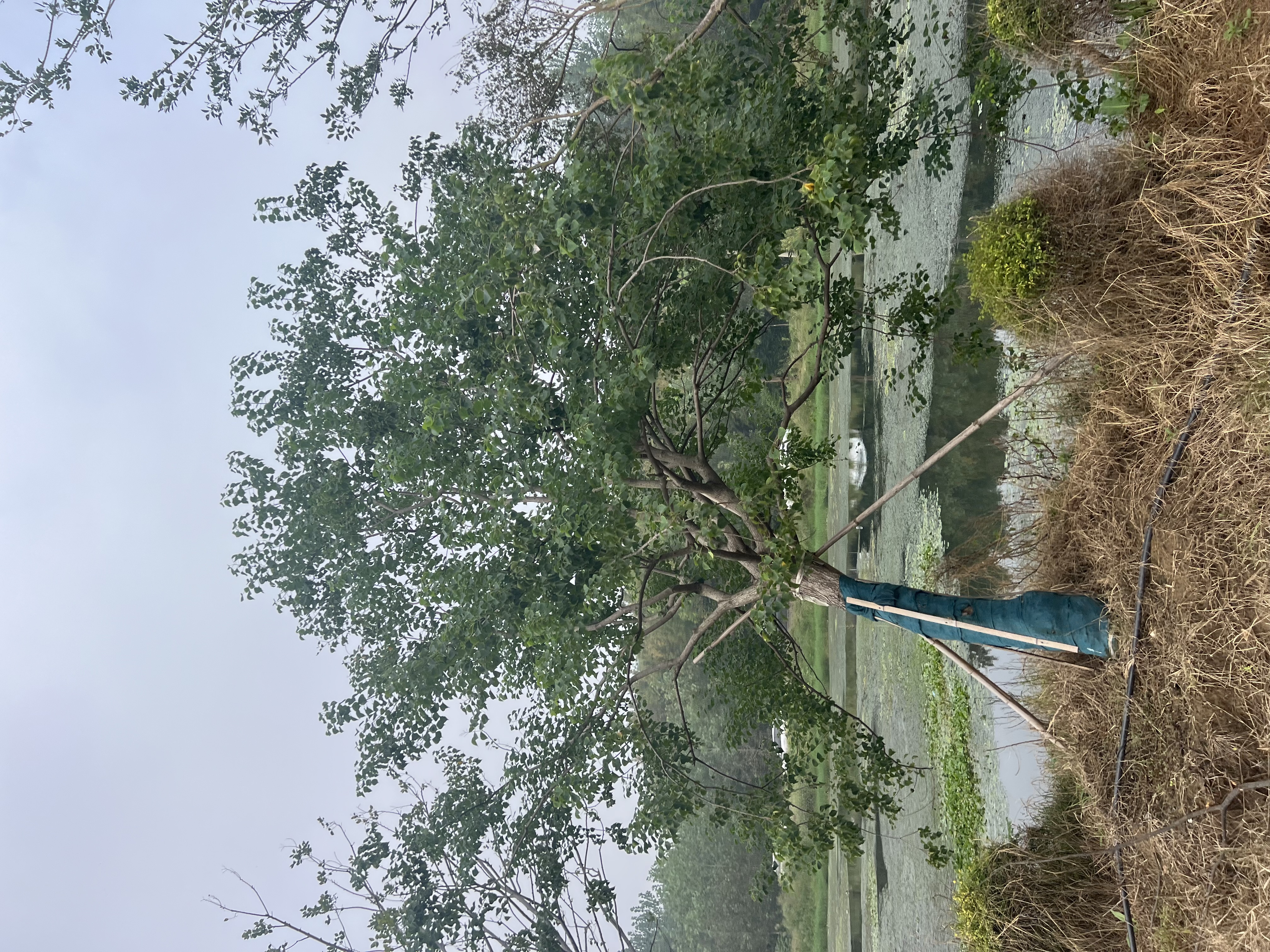 上海乌桕树价格怎么联系