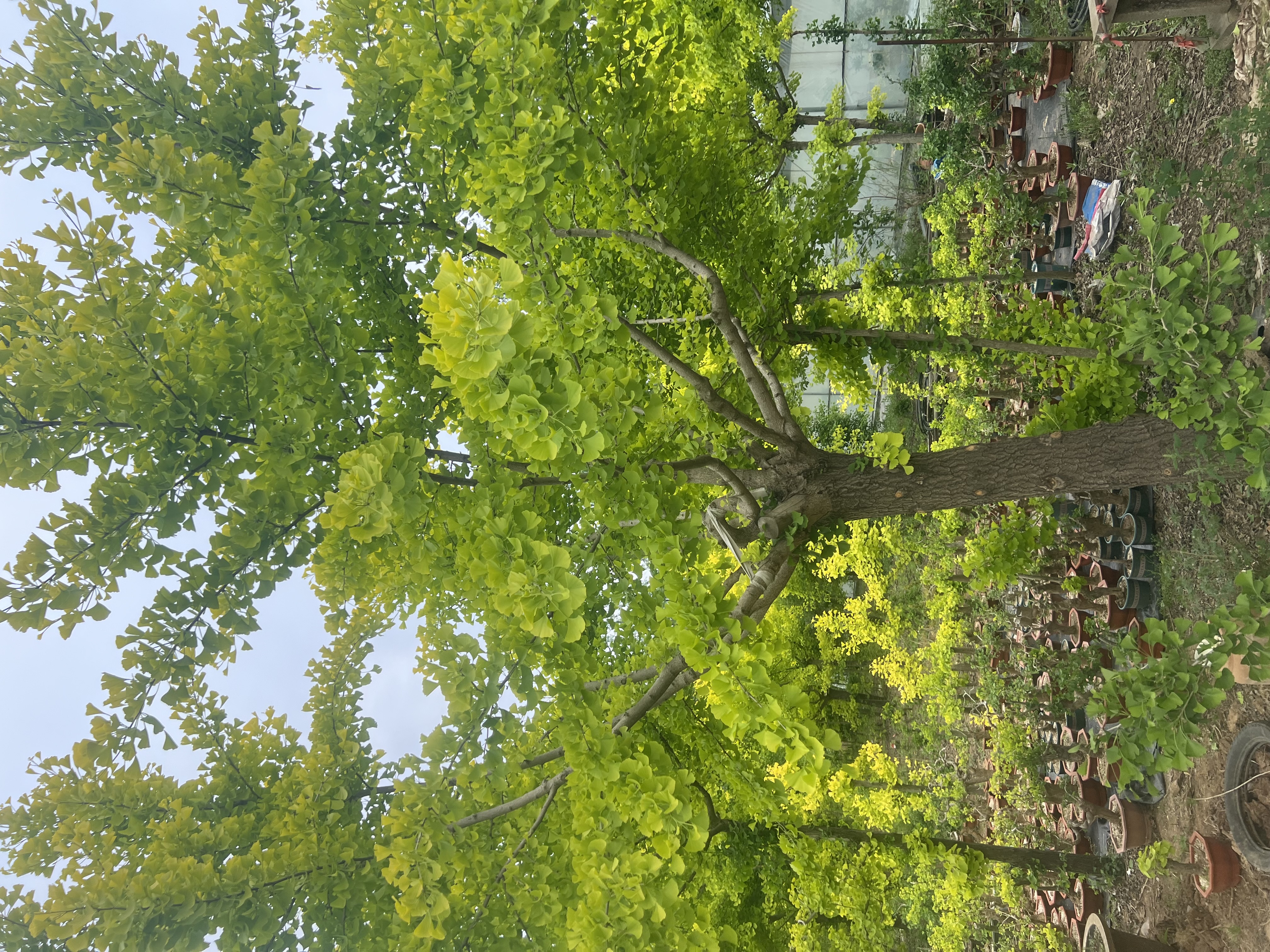 天津细弱银杏树哪个好